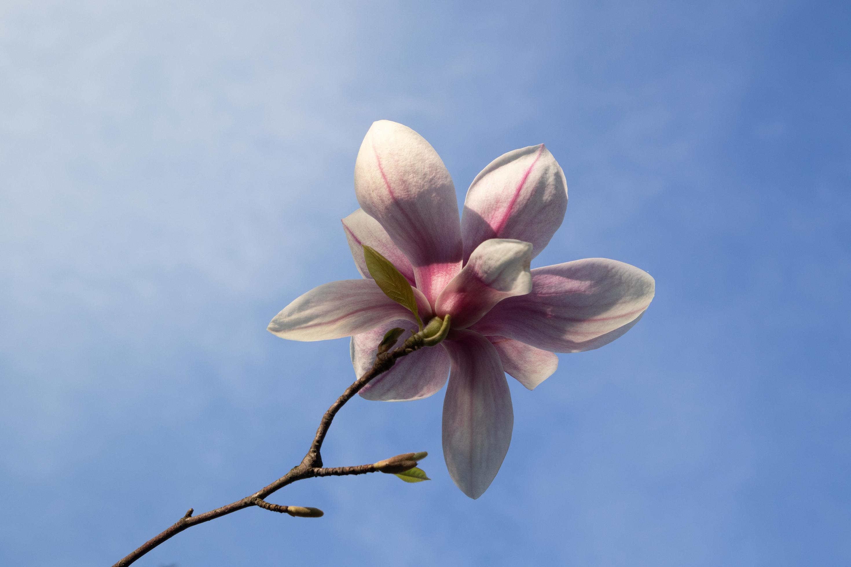 Magnolia flower on a background of blue sky with sunny spring light Stock Free