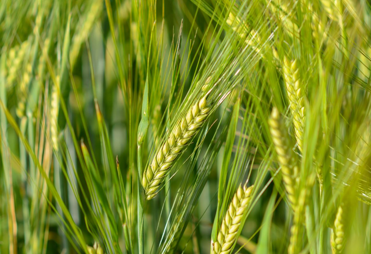 Fresh wheat Stock Free