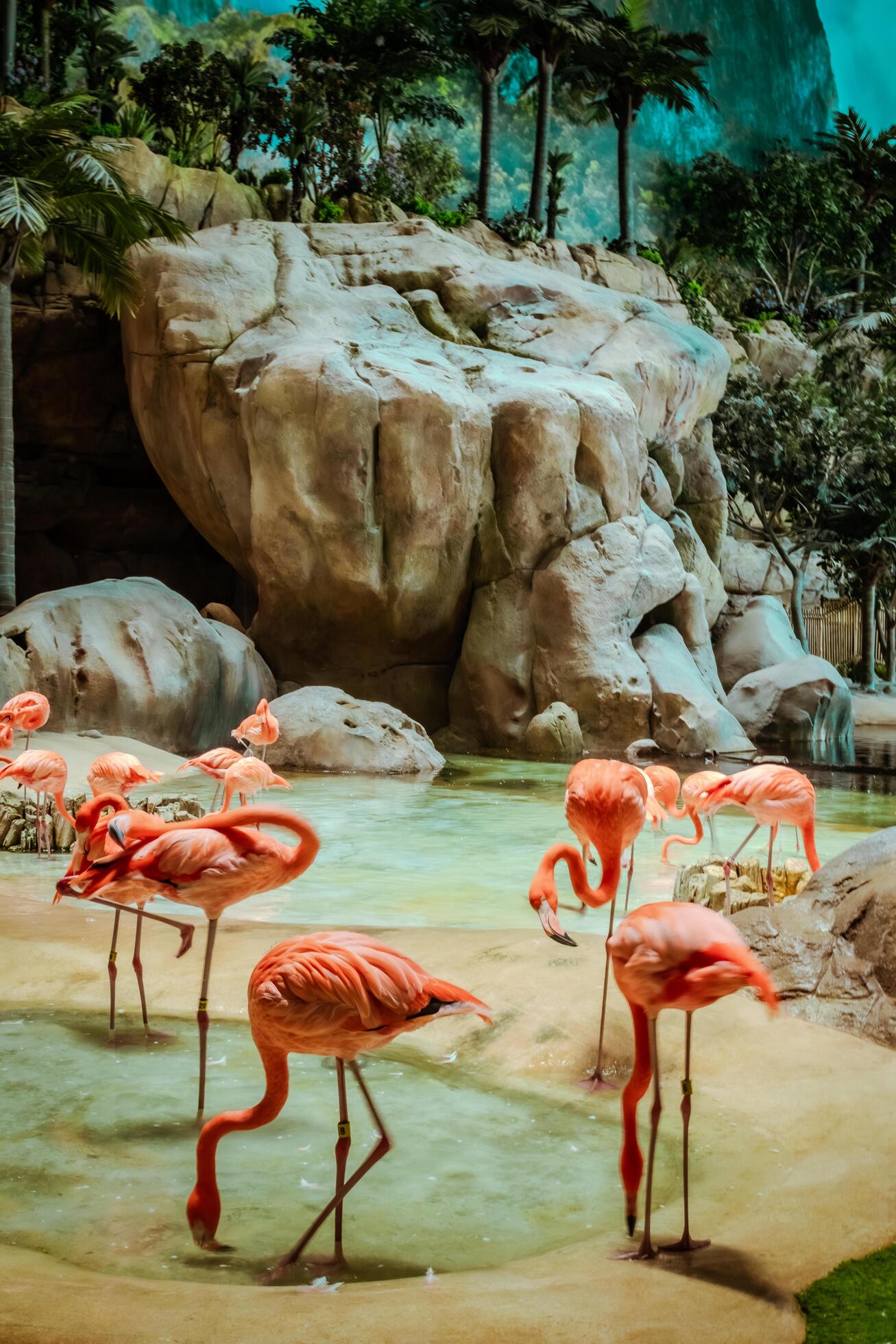 Closeup profile portrait of a pink flamingo. A group of flamingoes. Pink flamingos against green background. Phoenicopterus roseus, flamingo family. Stock Free