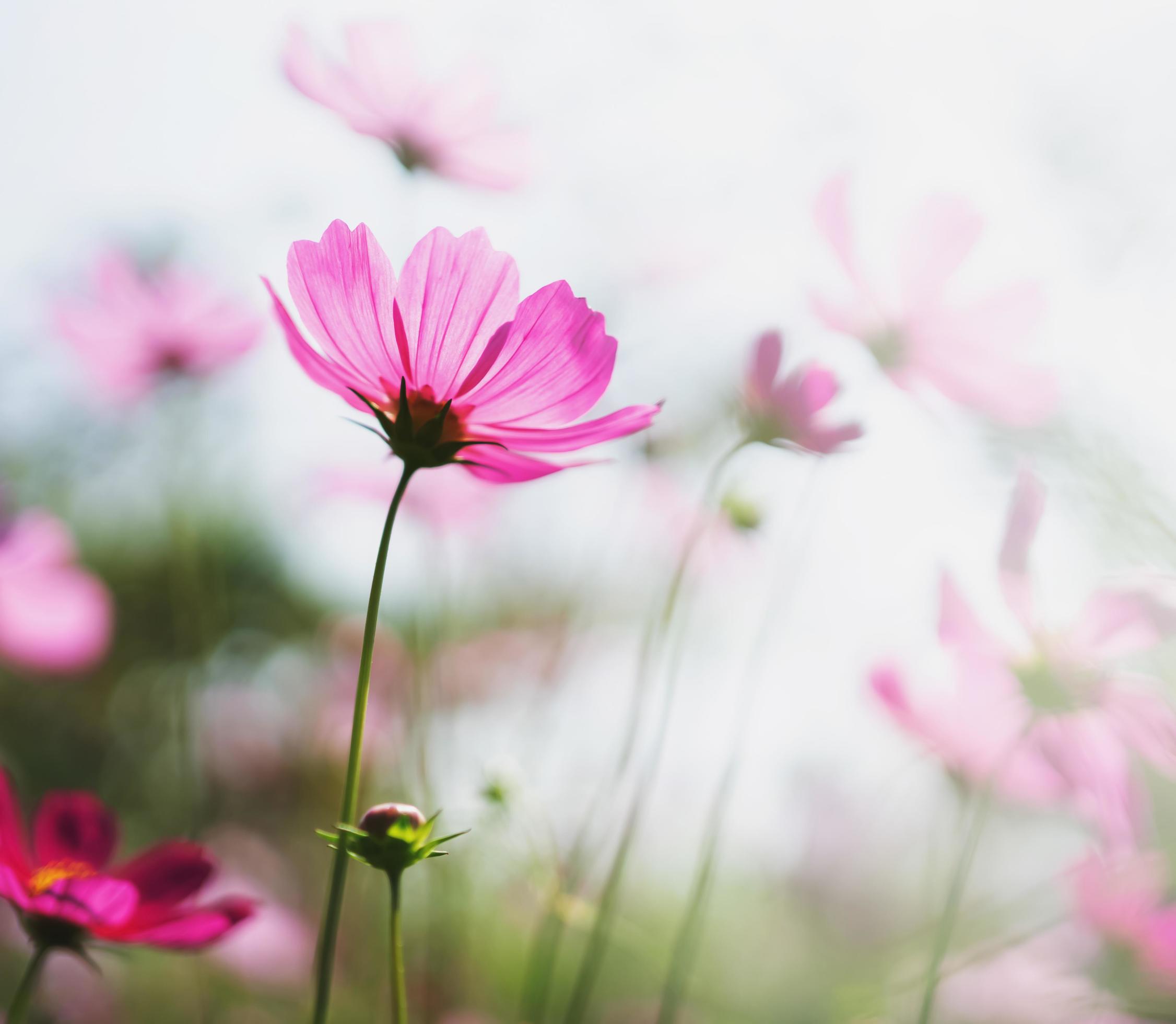 cosmos flower blooming in garden with sunshine Stock Free