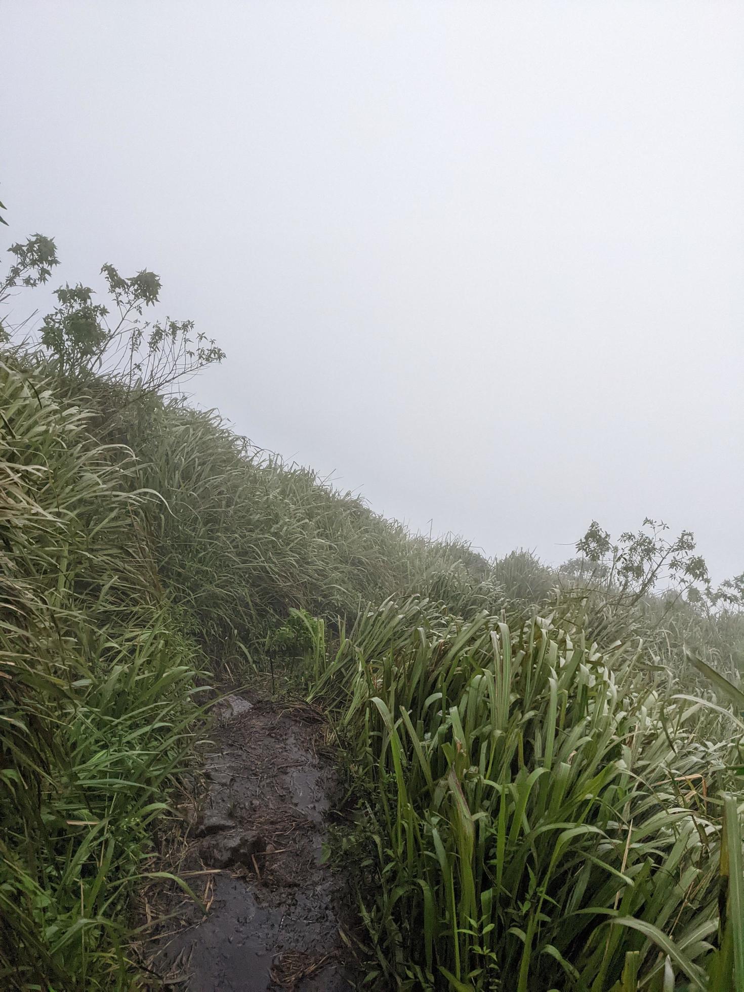 The way going to peak mountain, with Savana and foggy vibes. The photo is suitable to use for adventure content media, nature poster and forest background. Stock Free