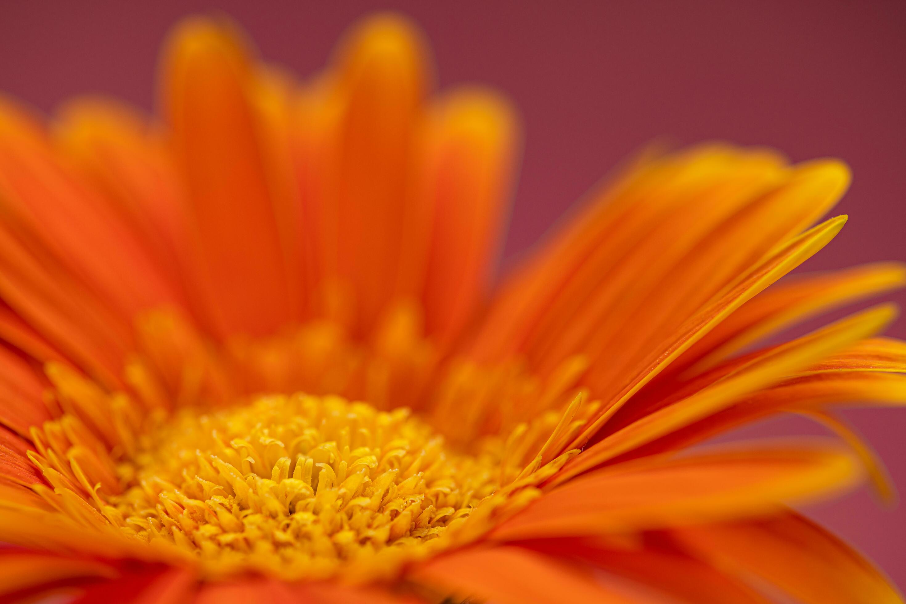 Orange Color Daisy gerbera Flower Close up Stock Free