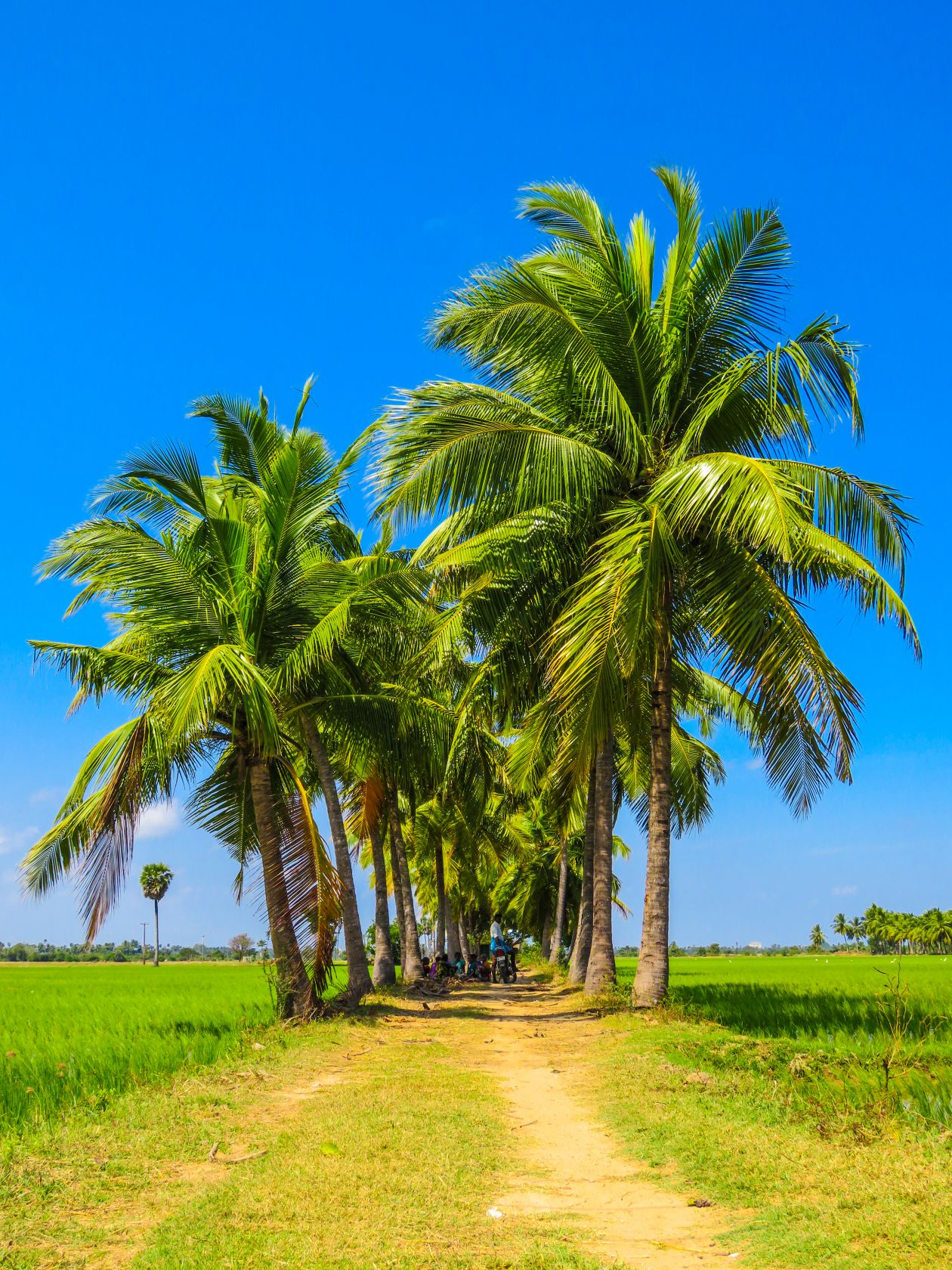 Palm Tree Road Stock Free