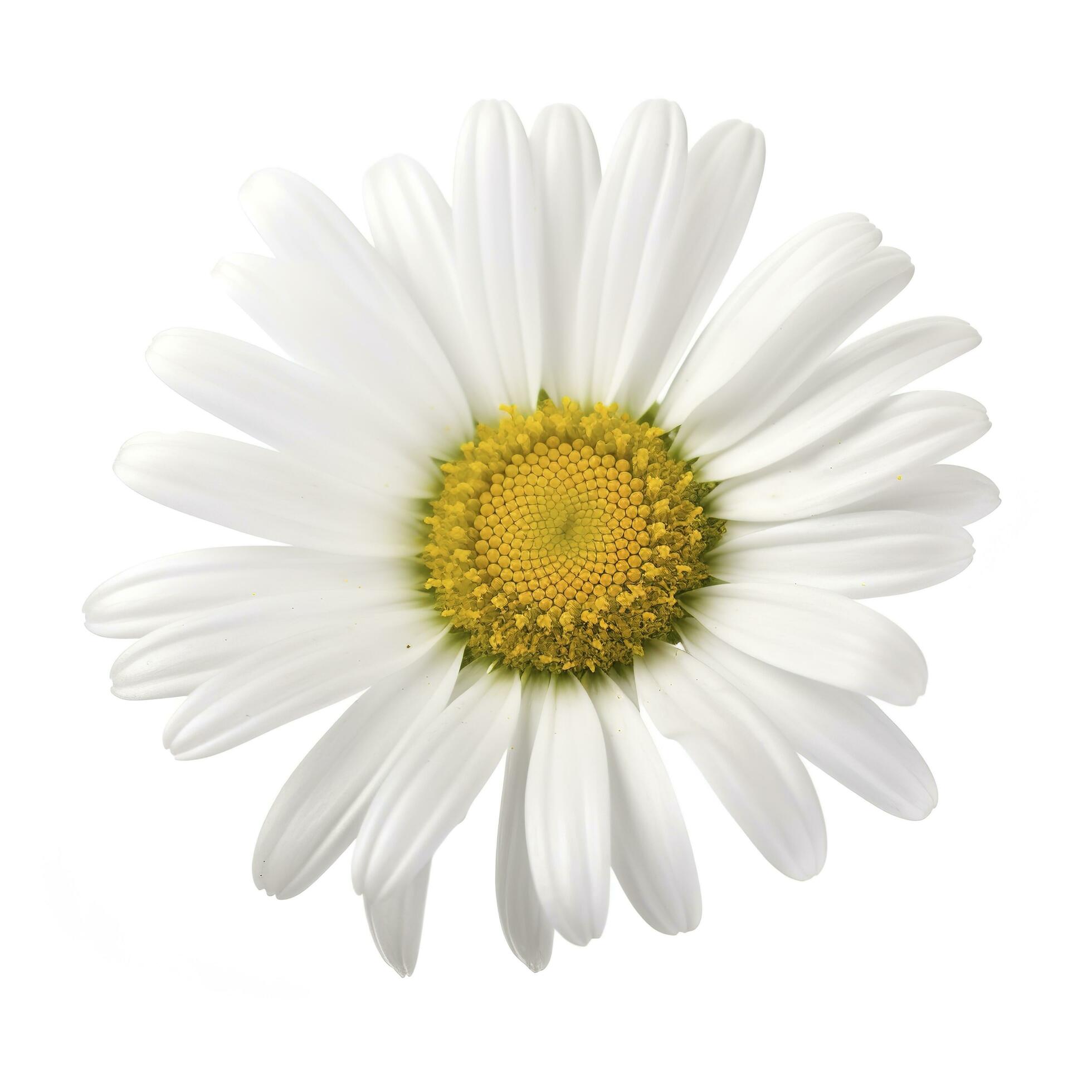 Daisy flower with isolated on white background, generate ai Stock Free