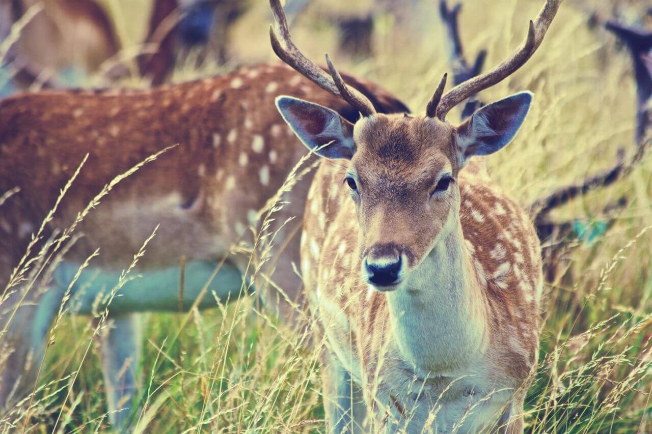 Deer Antlers Grass Field Stock Free