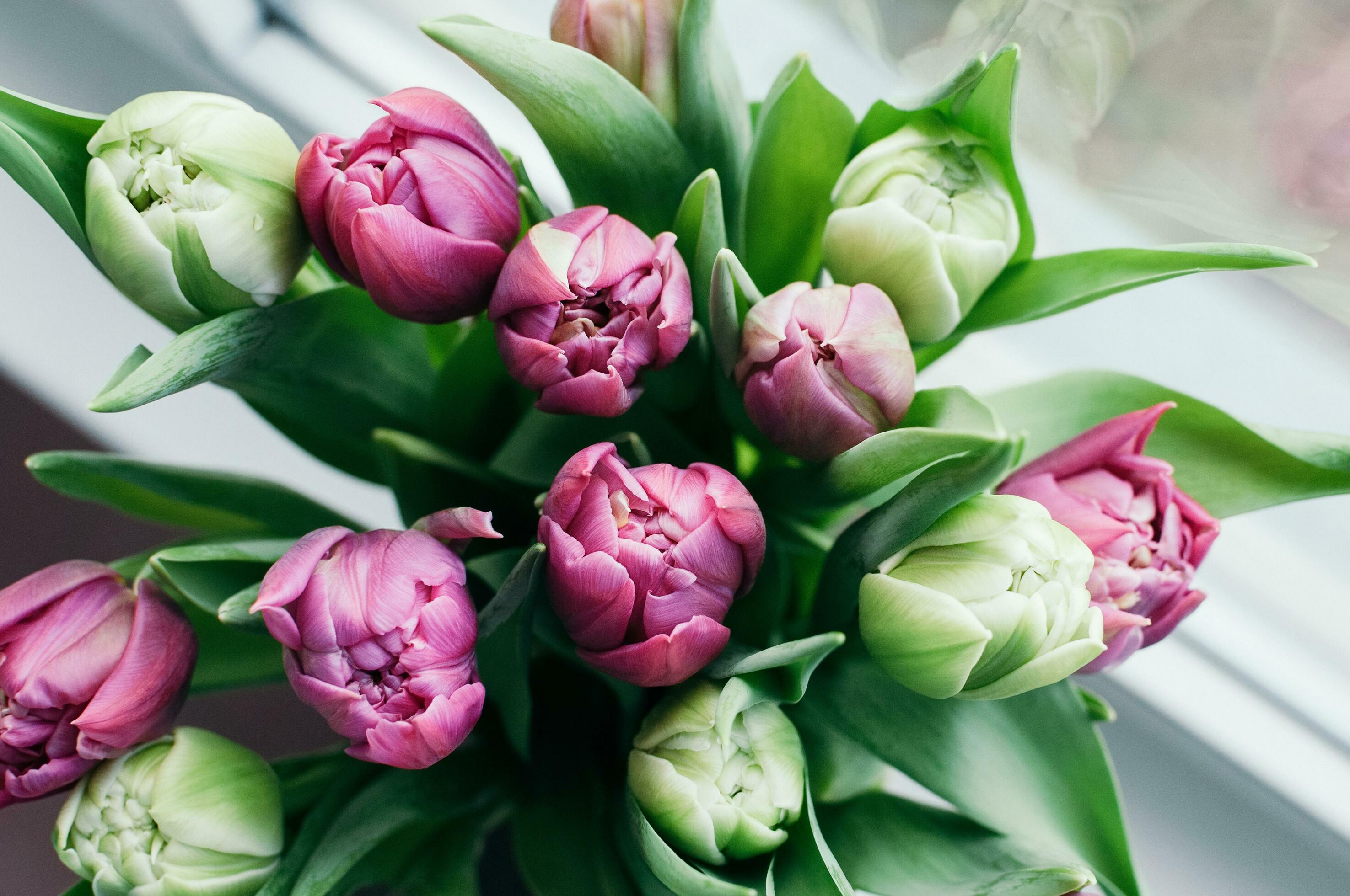 Bunch of Flowers on Window Sill View from Above Stock Free