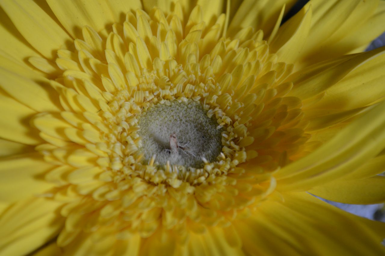 Yellow Daisy Flower Close Stock Free