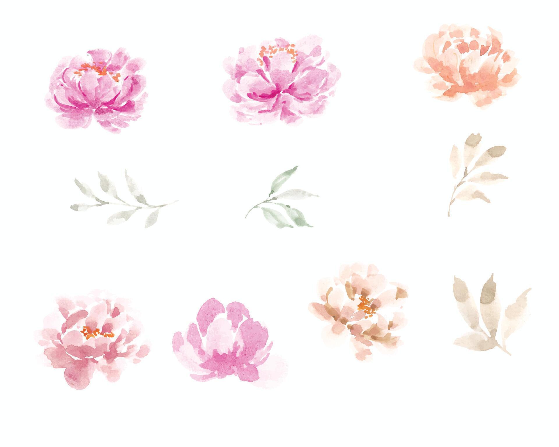 Pink and Pastel Peony Watercolor Flower Stock Free