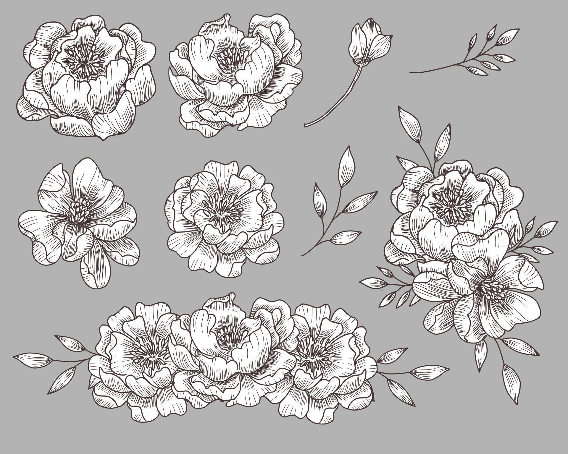 Hand Drawn Peony Flower Illustration Stock Free