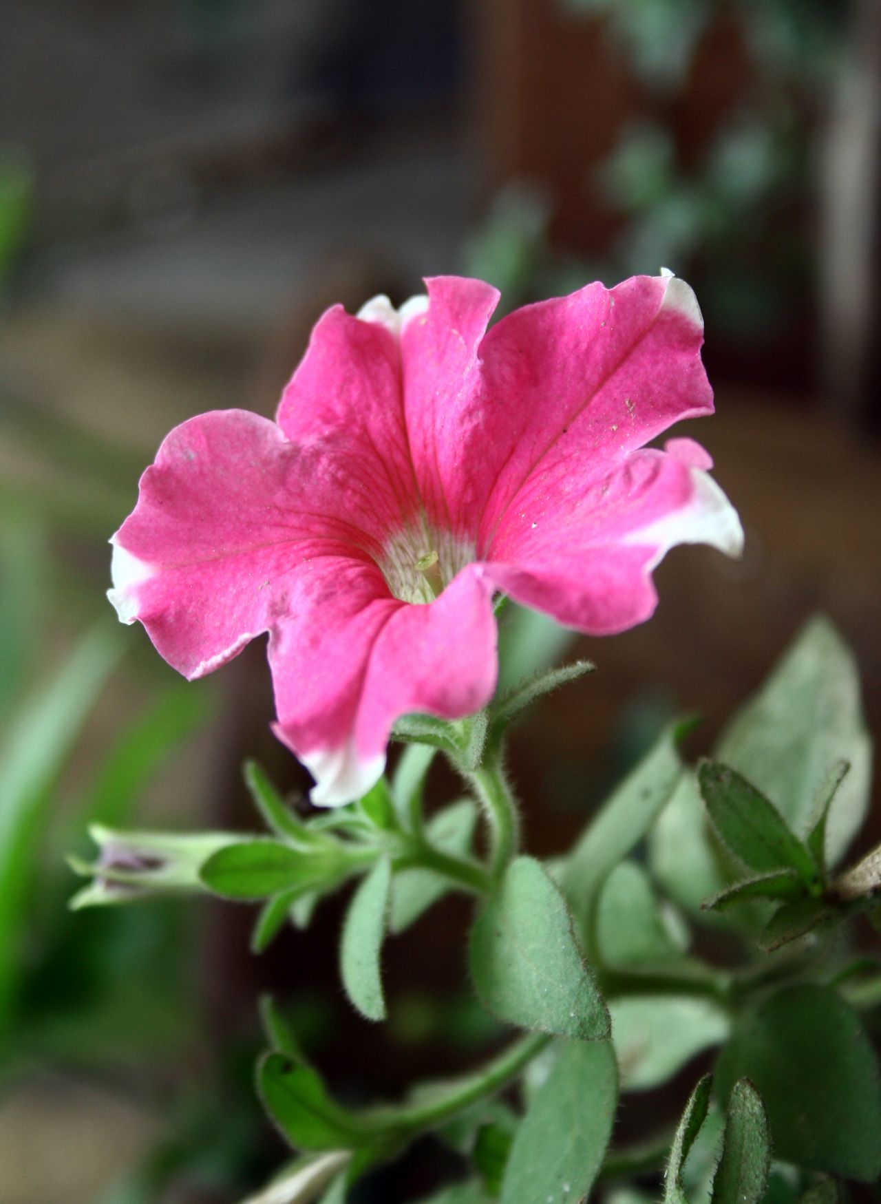 Beautiful Pink Flower Stock Free