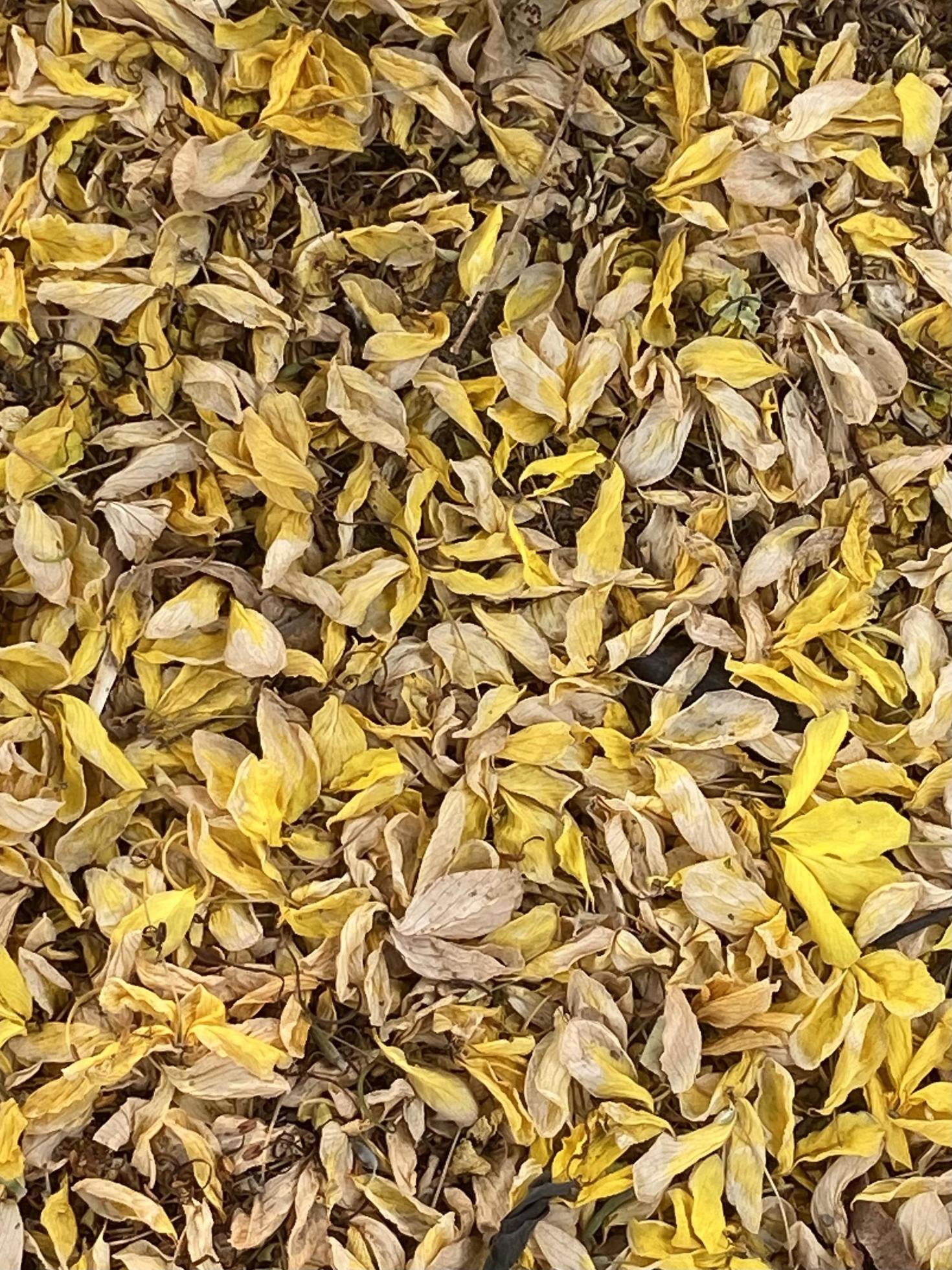 Old dried brown leaves and flowers on floor background Stock Free