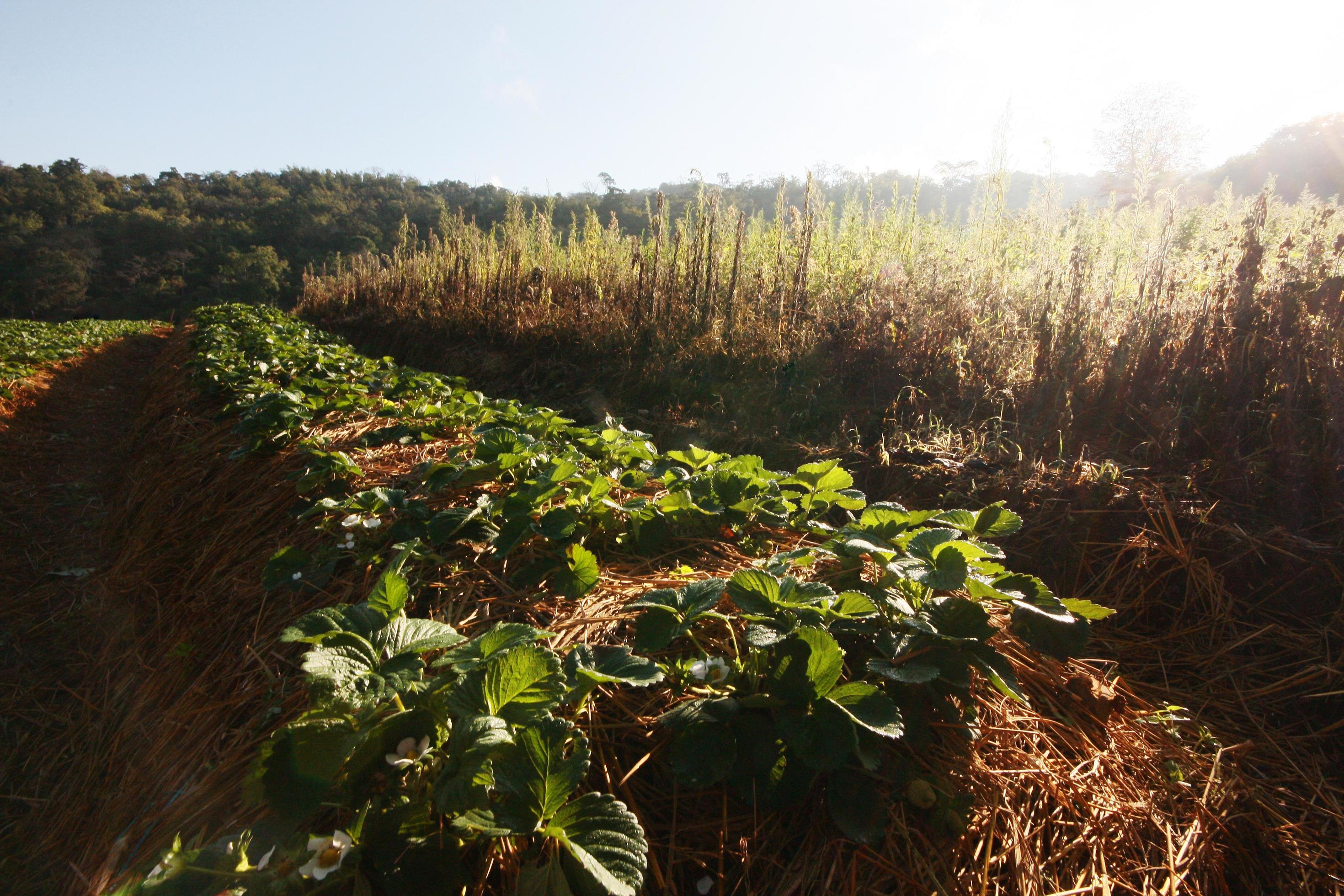 Strawberry Mountain Farm on slope and step with sunrise on hill in Thailand Stock Free