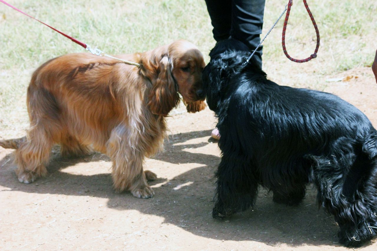 Two Cocker Spaniels Stock Free