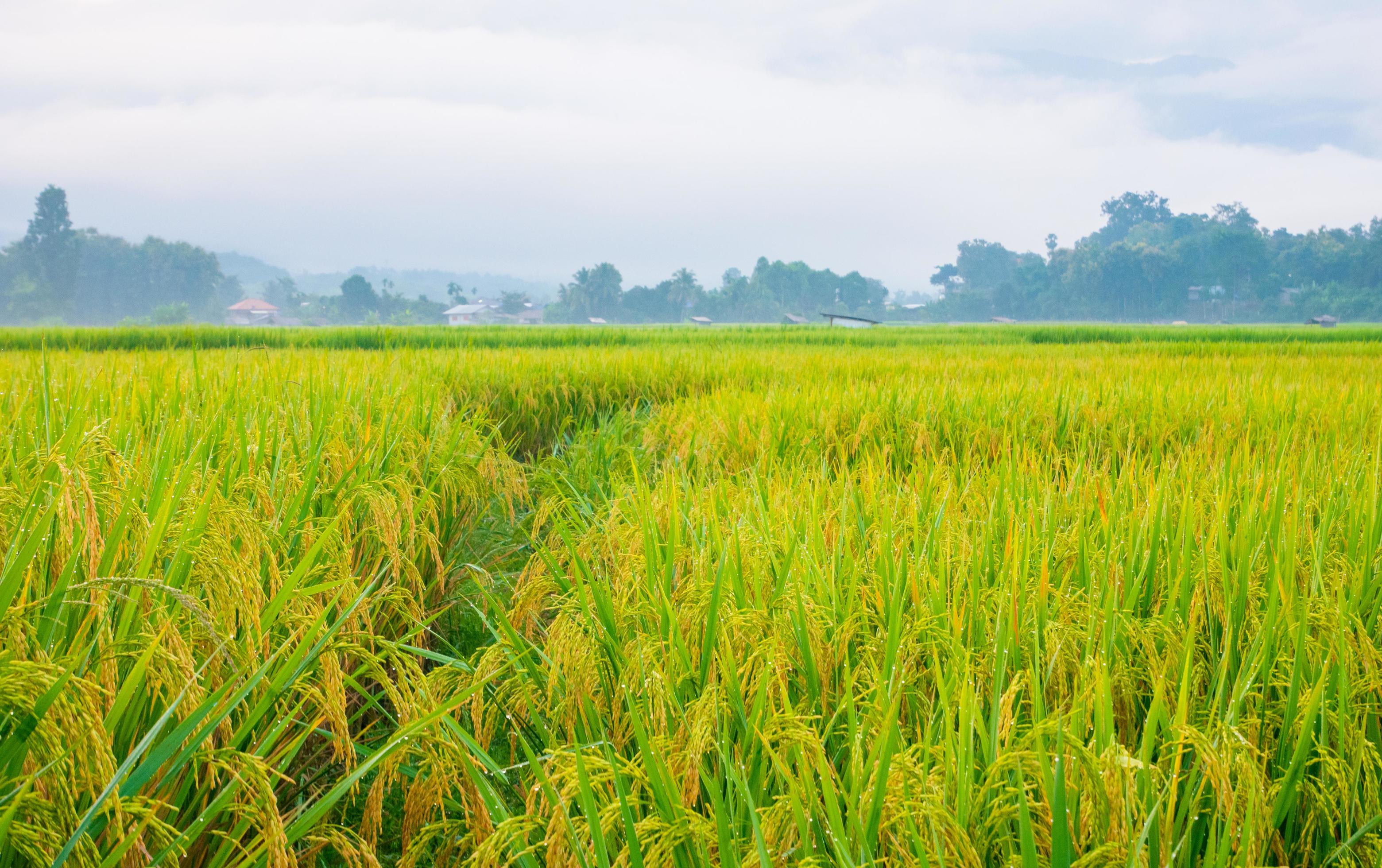 Green rice fields in the rainy season and mountains beautiful natural scenery Stock Free