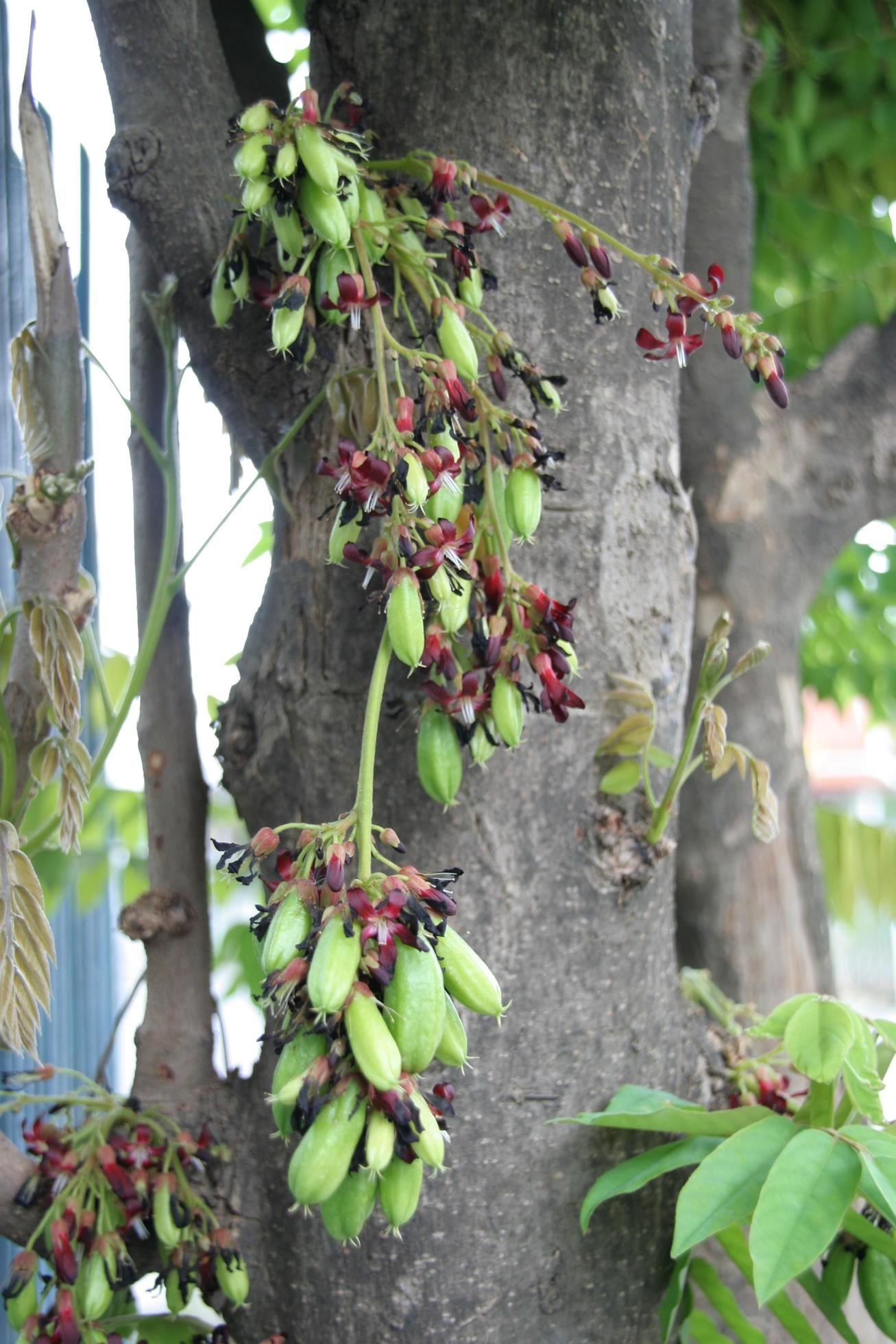 Green fruits of Bilimbi or Bilimbing are on trunk. Young fruits of Tree Sorrel are ingredient of Thai foods. Fruit’s shape look like ellipse. Stock Free