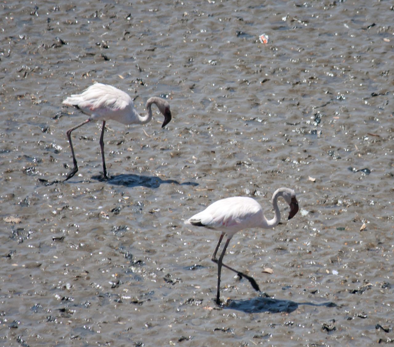 Two Flamingos Stock Free