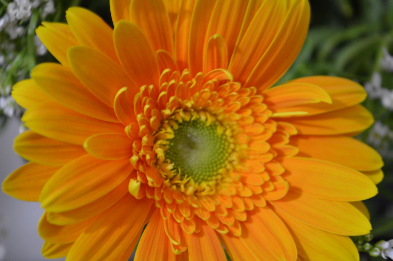 Yellow Orange Daisy 2 Stock Free