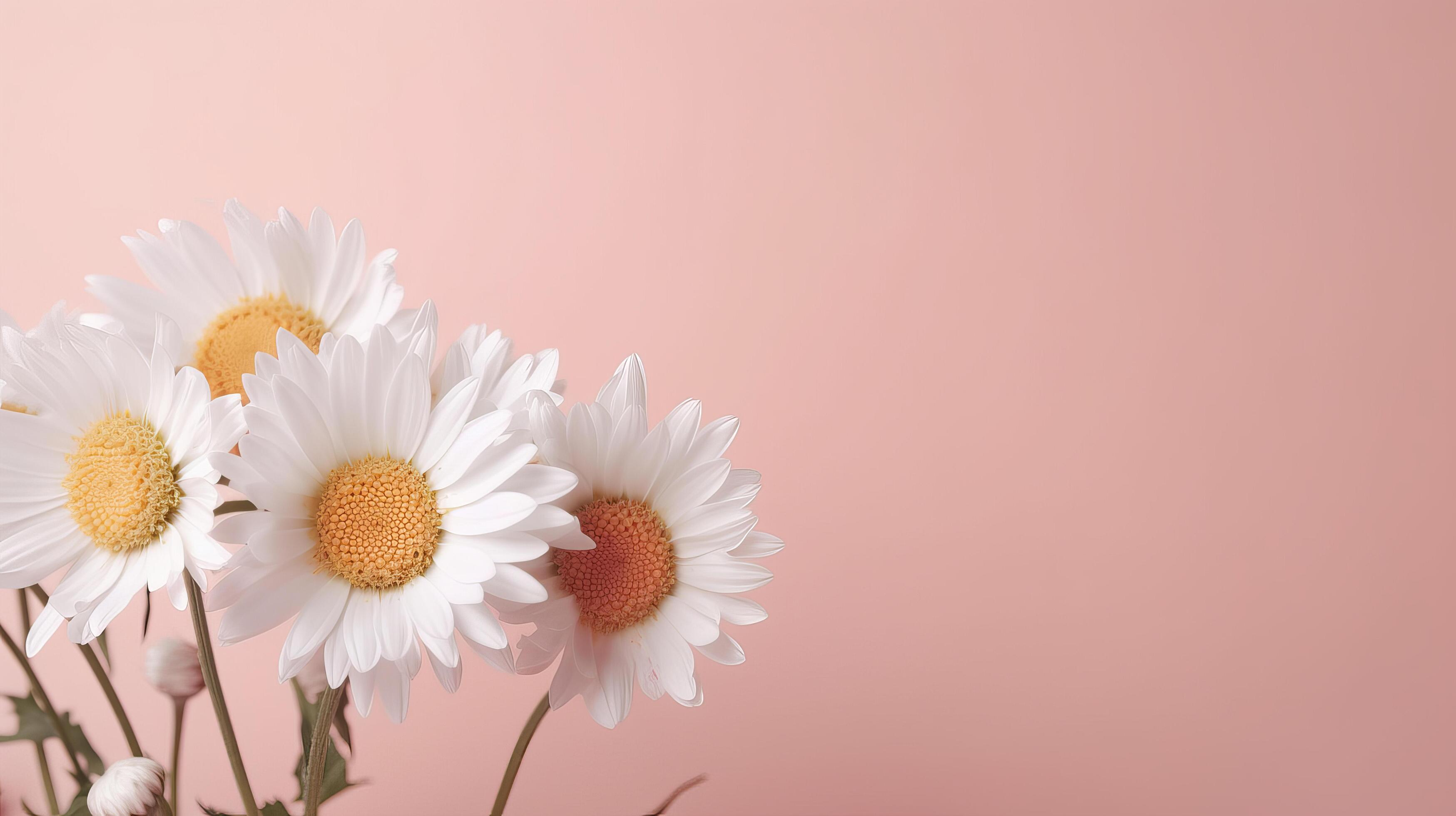 Chamomile flower on pink background. Illustration Stock Free