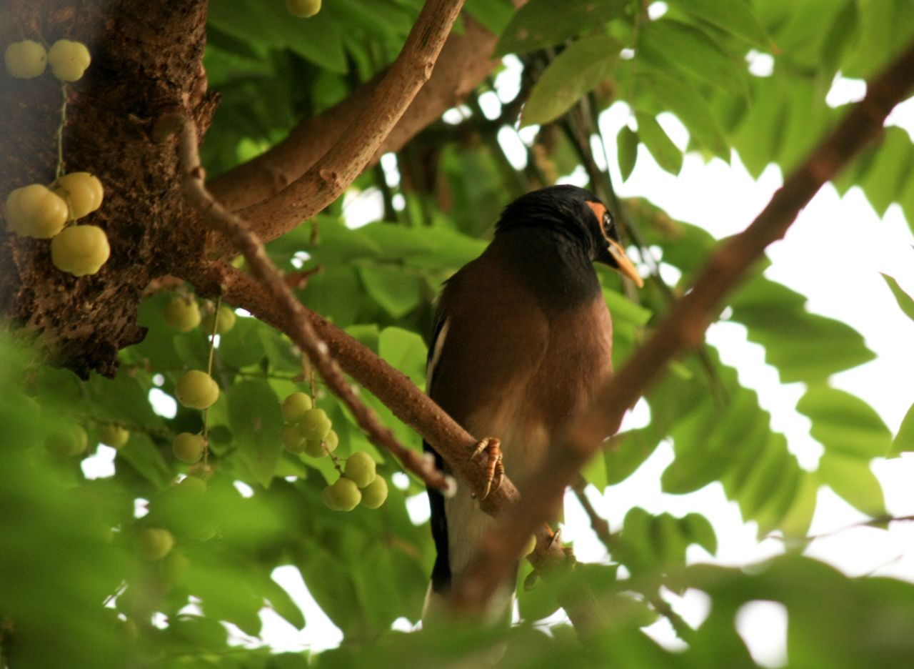 Myna On Tree Branch Stock Free