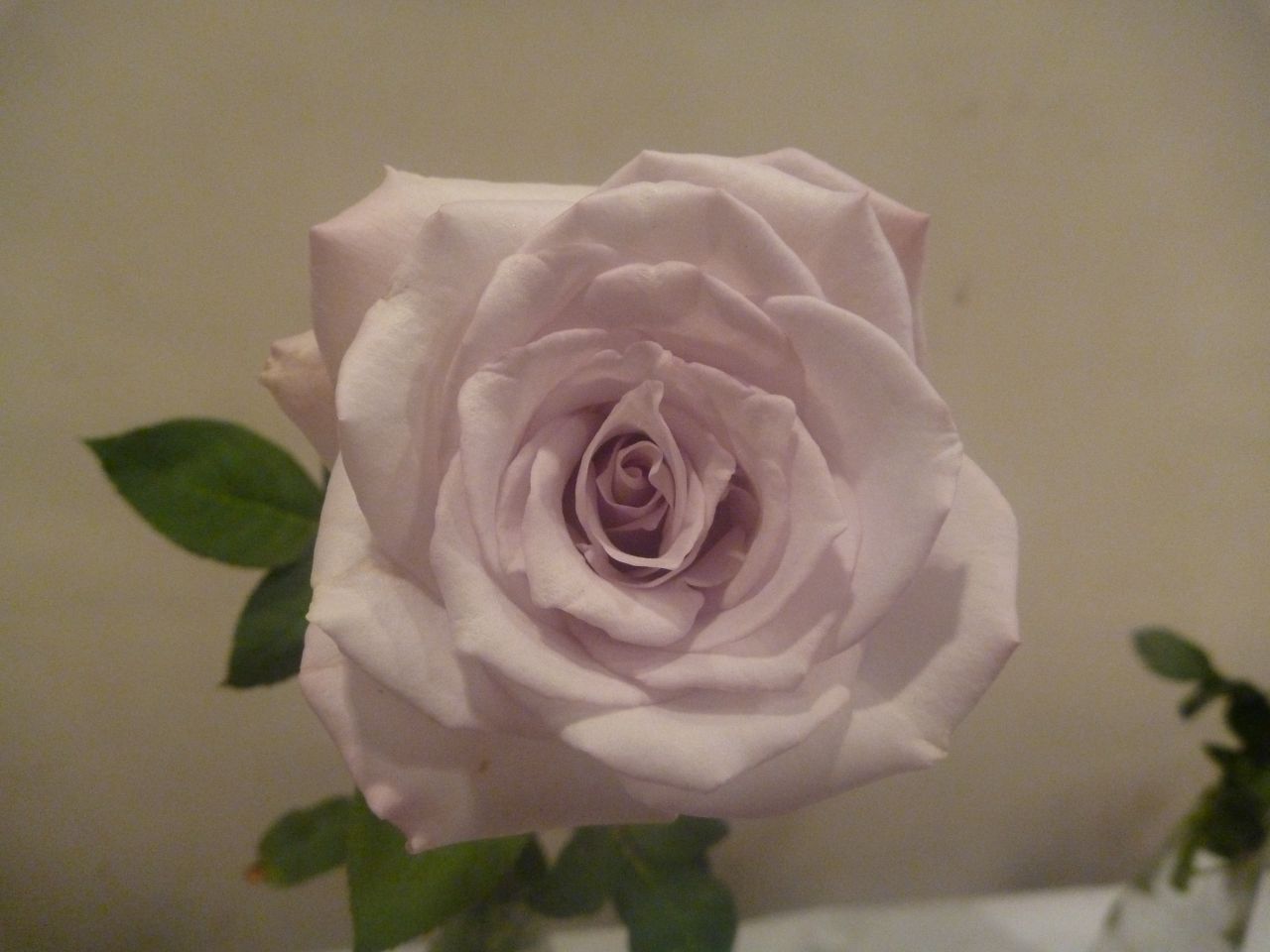 White Pink Rose Stock Free