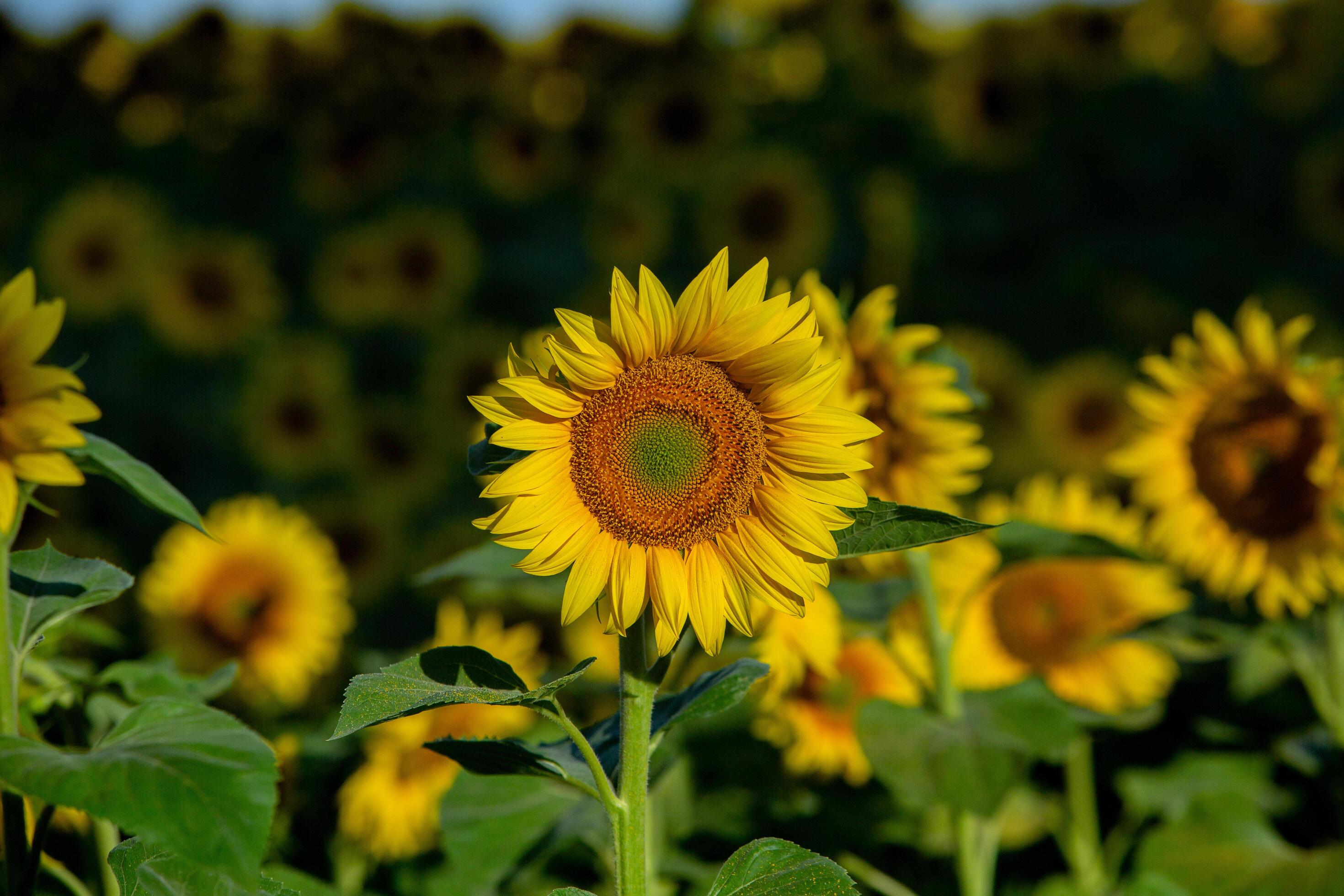 A beautiful field of sunflowers in the sunrise light. Agricultural life in the Republic of Moldova Stock Free