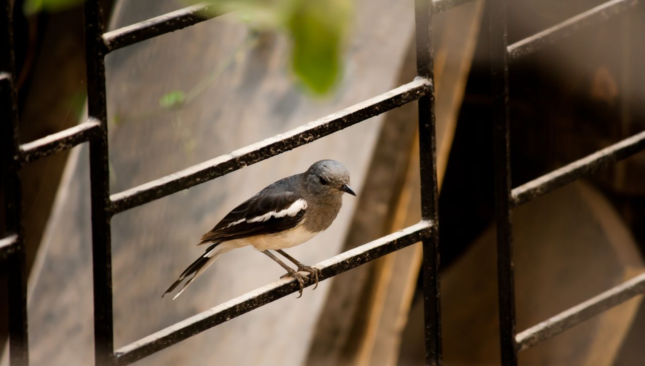 Bird Window Stock Free