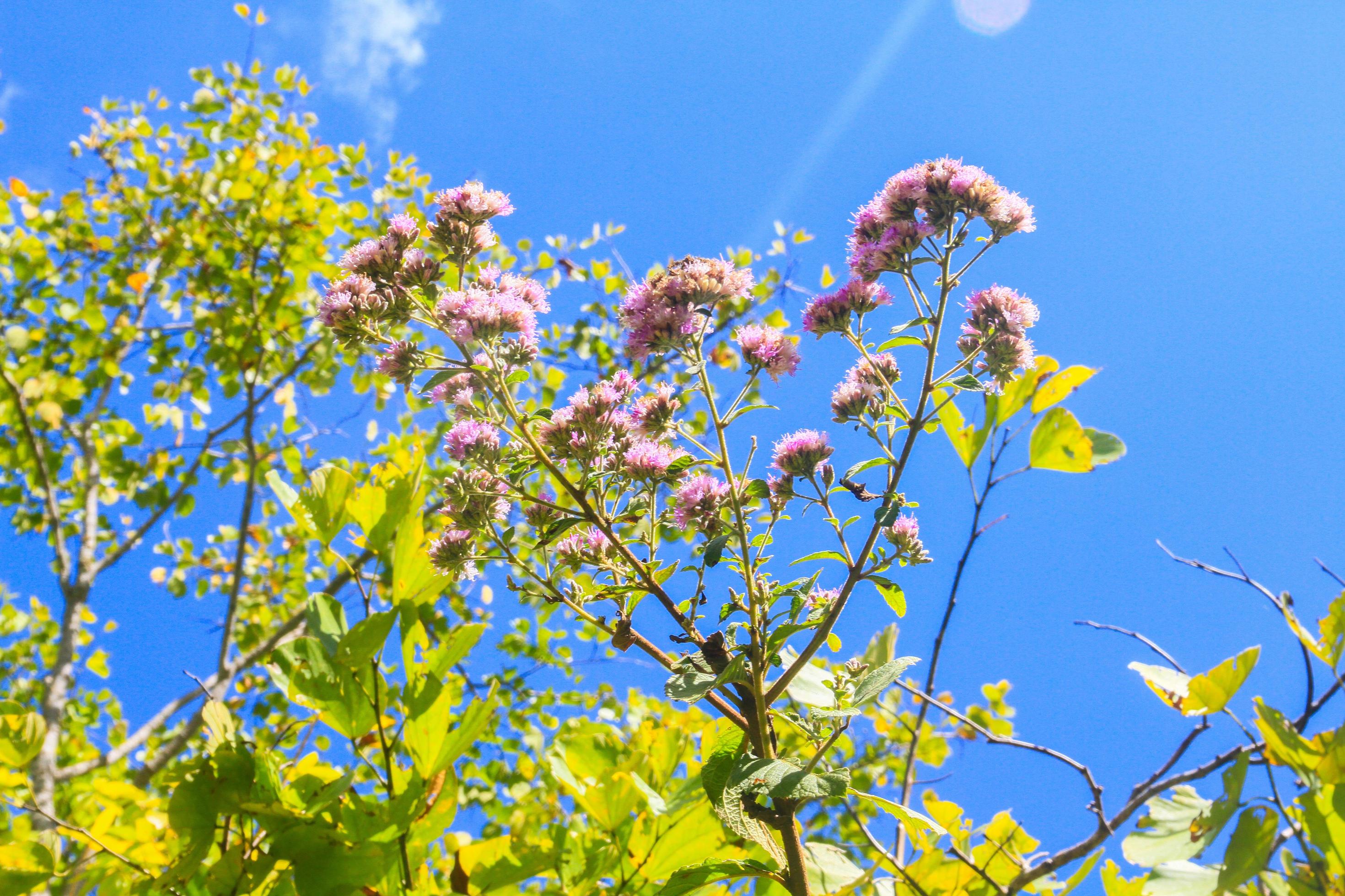 Beautiful wild wink flowers in forest with sunlight and blue sky on the mountain. Stock Free