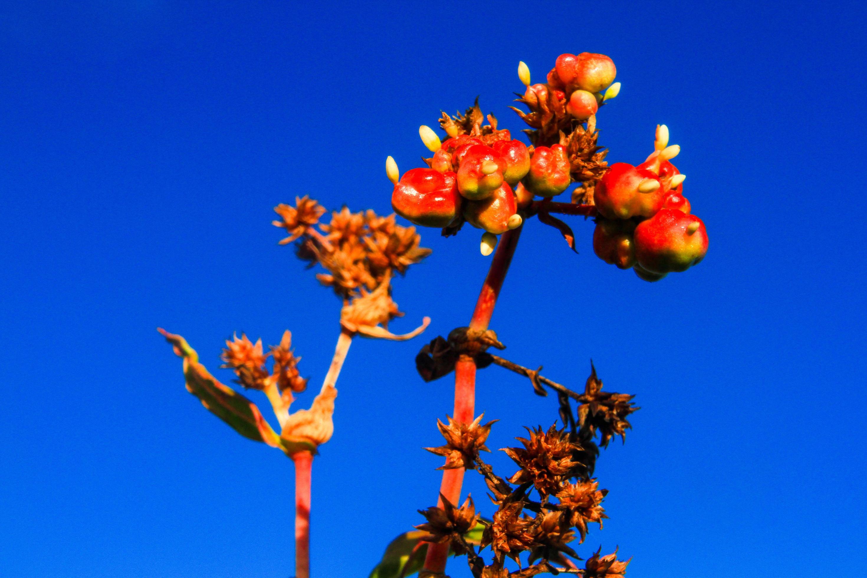 Beautiful Wild flowers with blue sky on the mountain Stock Free