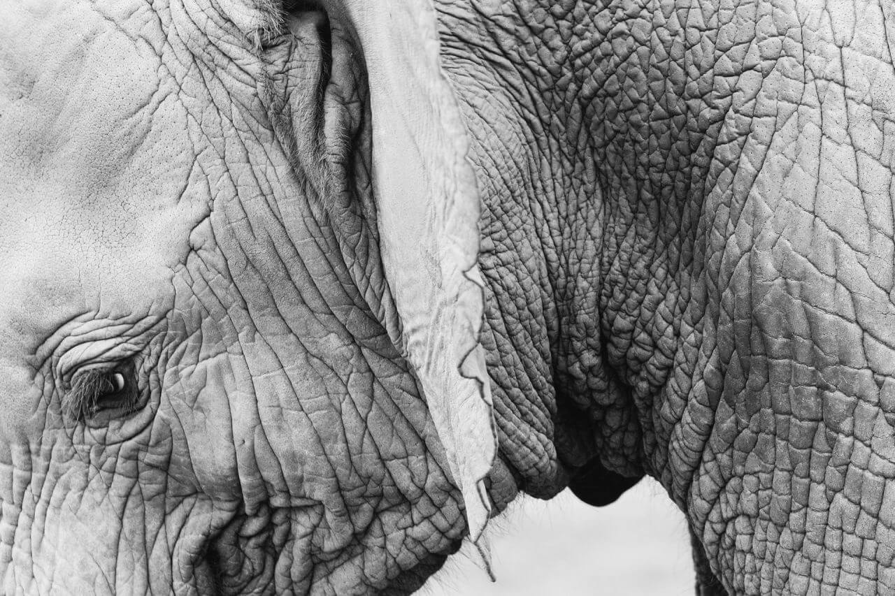 Closeup Baby Elephant Black White Stock Free