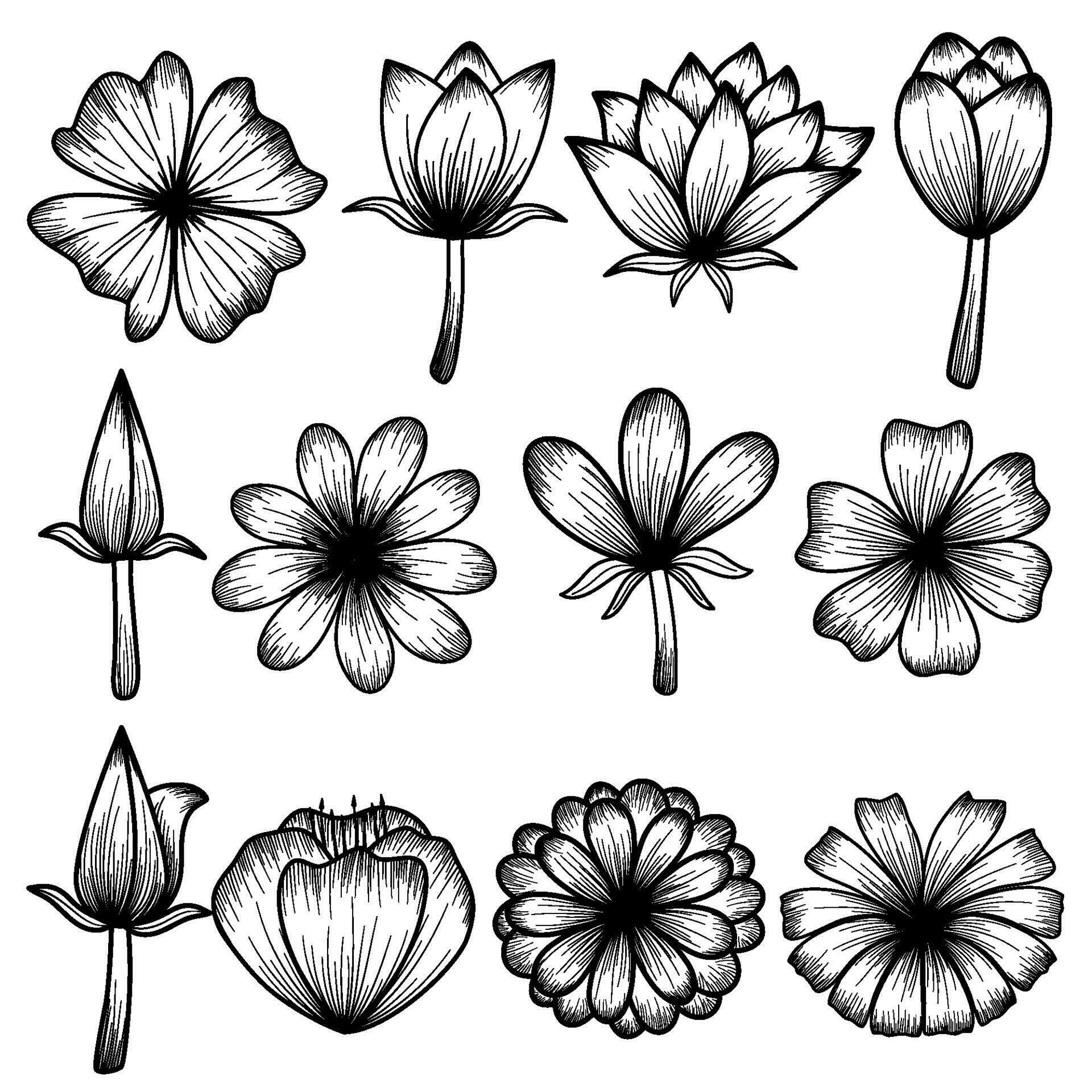 Line detail flowers Stock Free and Free SVG