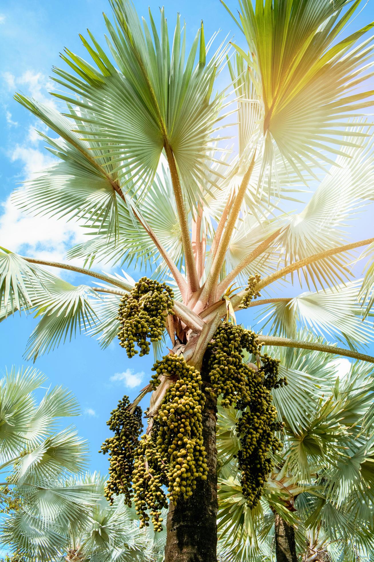 palm fruit on tree in the garden on bright day and blue sky background Stock Free