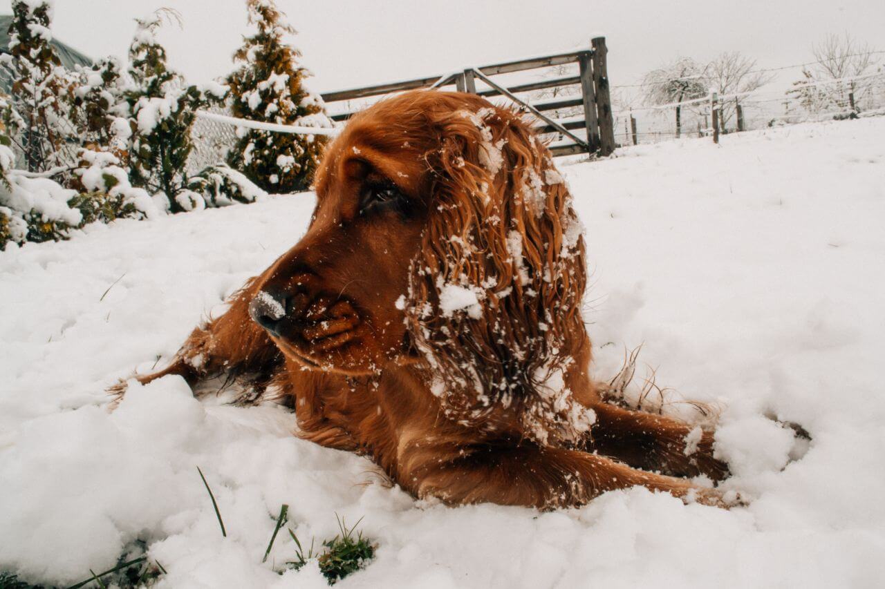 Close up of Dog in Snow Stock Free