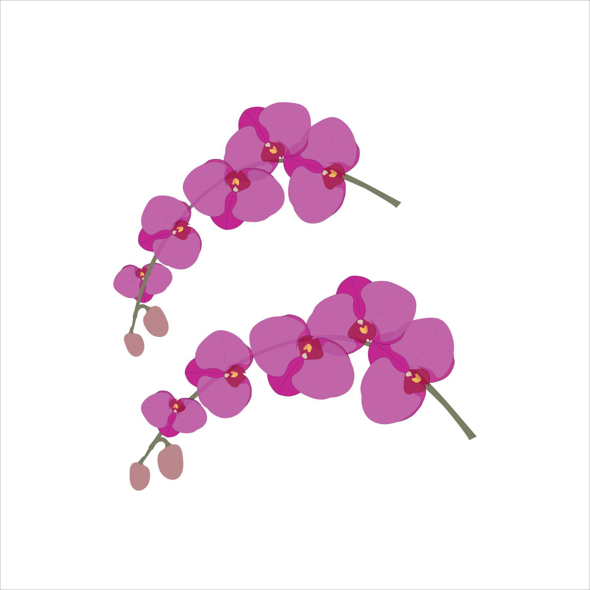 Beautiful orchid flowers vector art work Stock Free