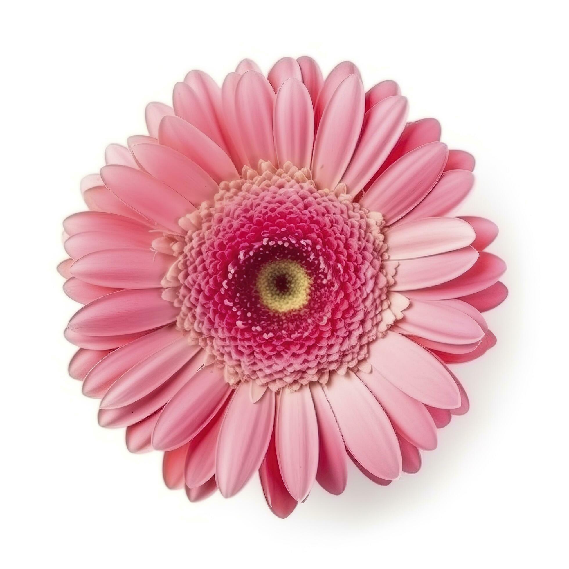 Pink gerbera flower isolated on white background, generate ai Stock Free