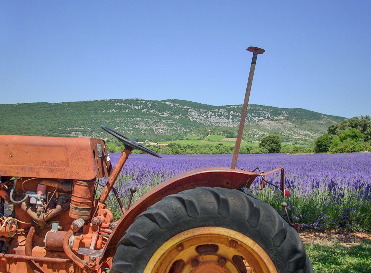 Tractor in lavender field Stock Free