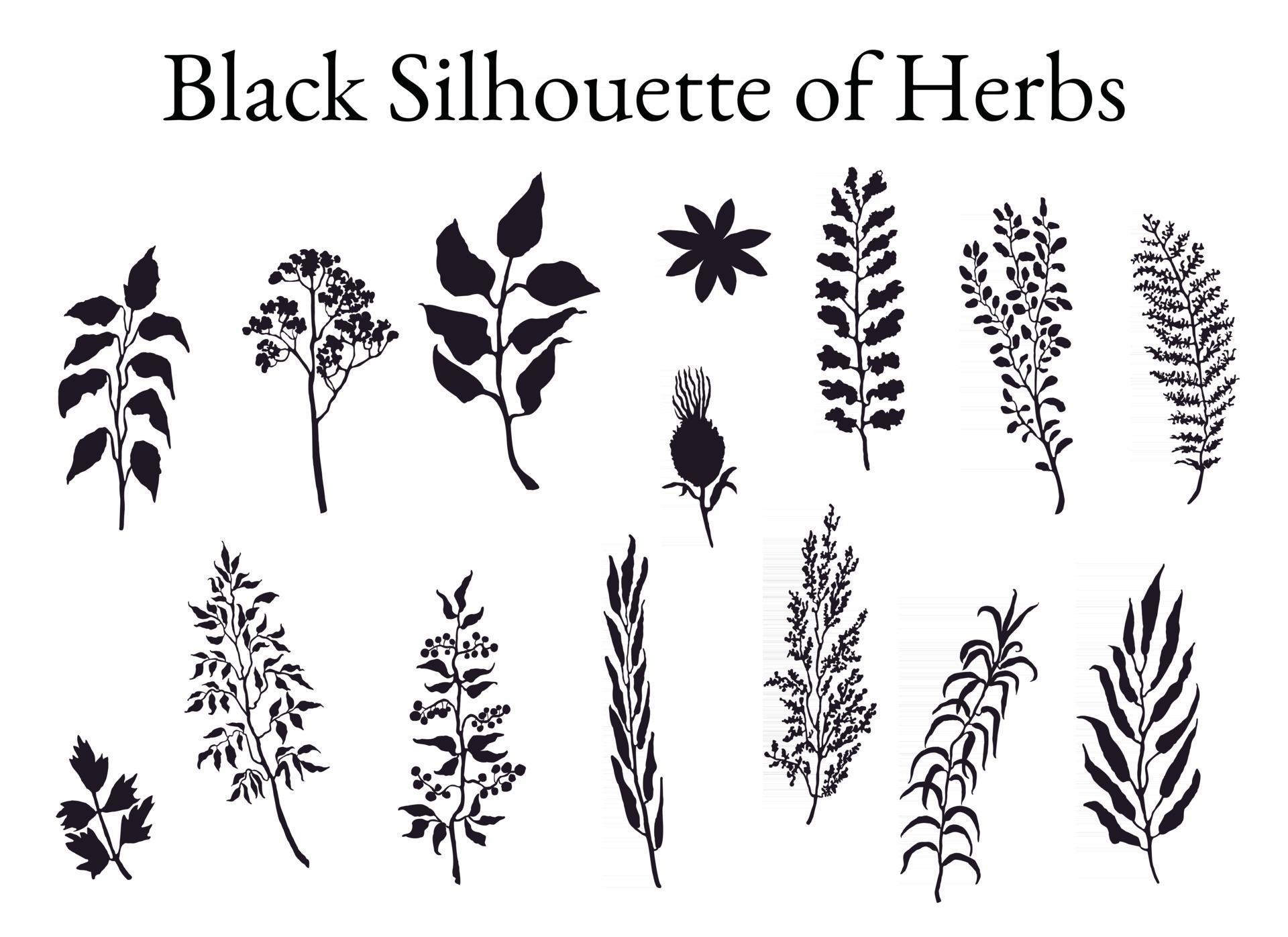 Vector black silhouette illustration set of herbs, plants and flowers. Hand drawn graphic sketches for you design Stock Free