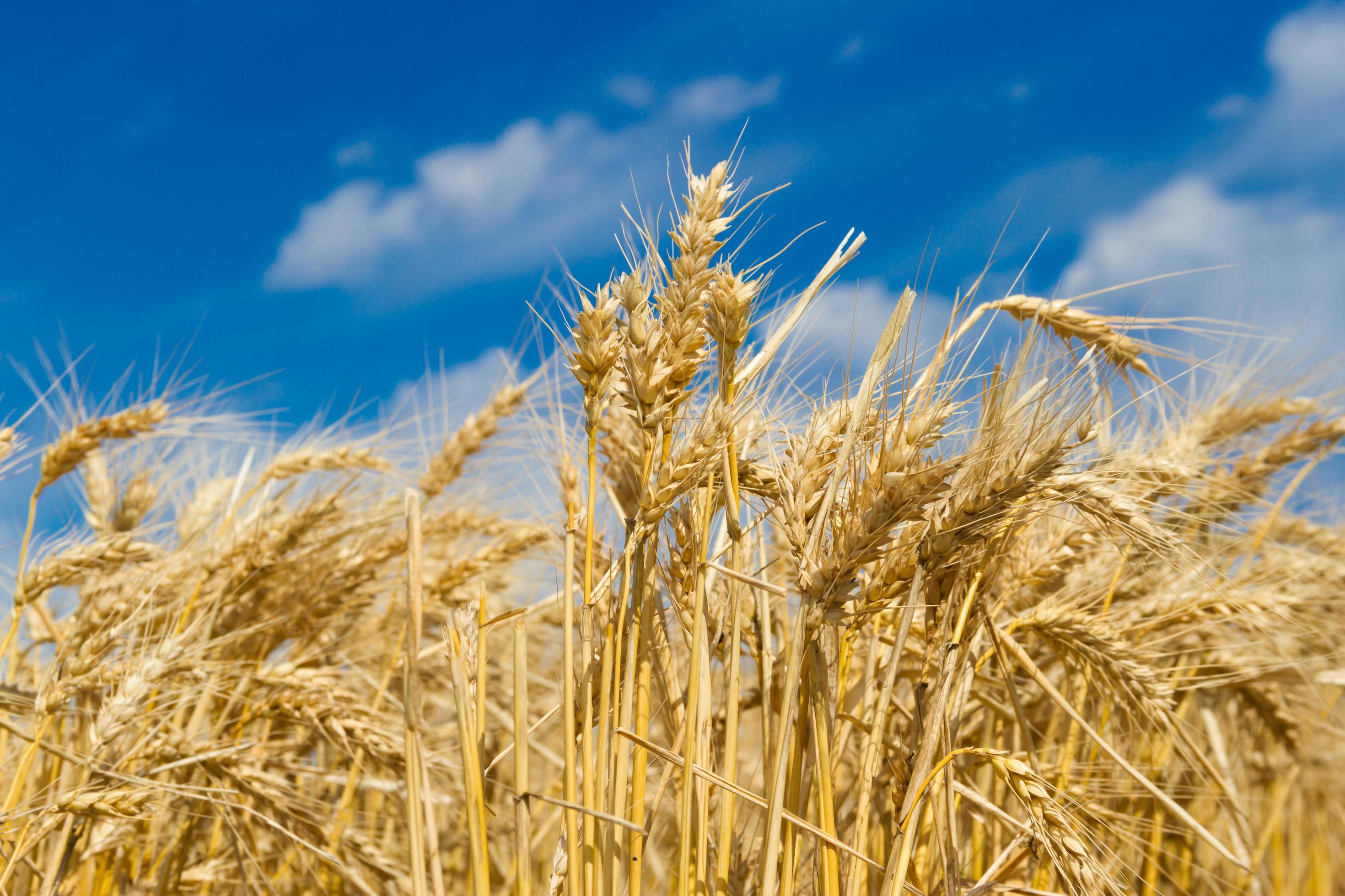 golden wheat by the sun in the field Stock Free