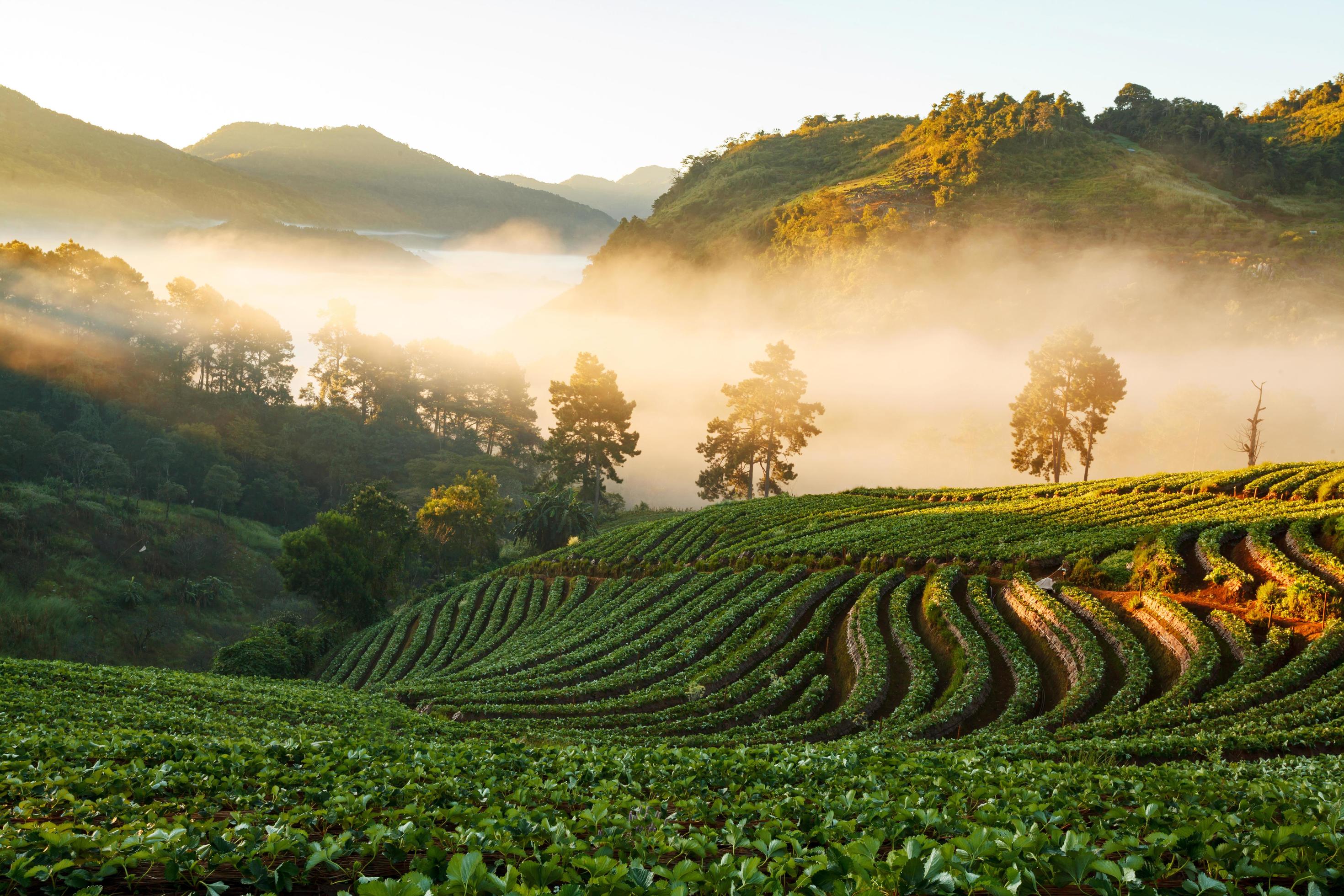 Misty morning sunrise in strawberry garden at Doi Angkhang mountain, chiangmai Stock Free