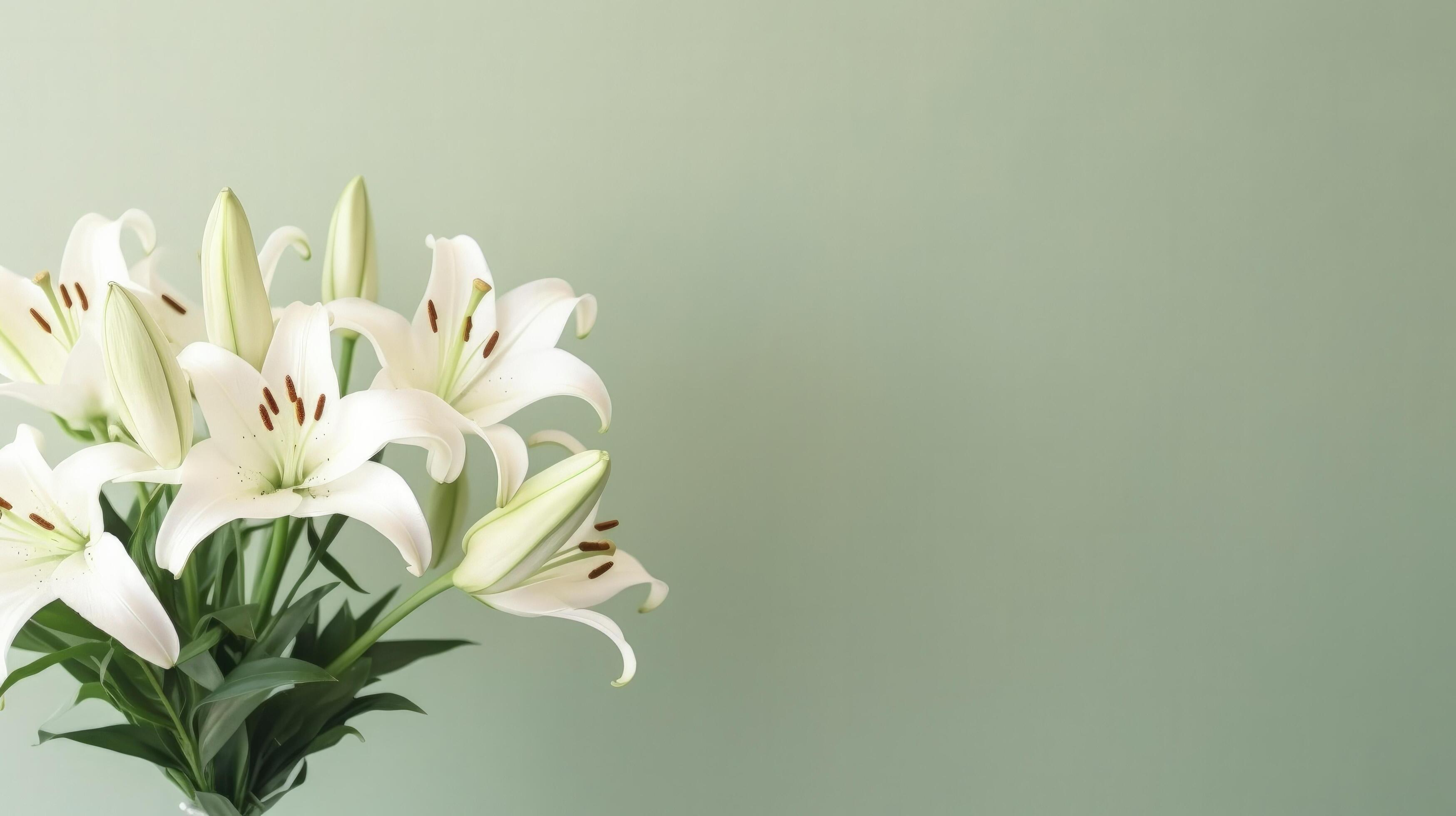 White Lillie flower. Illustration Stock Free