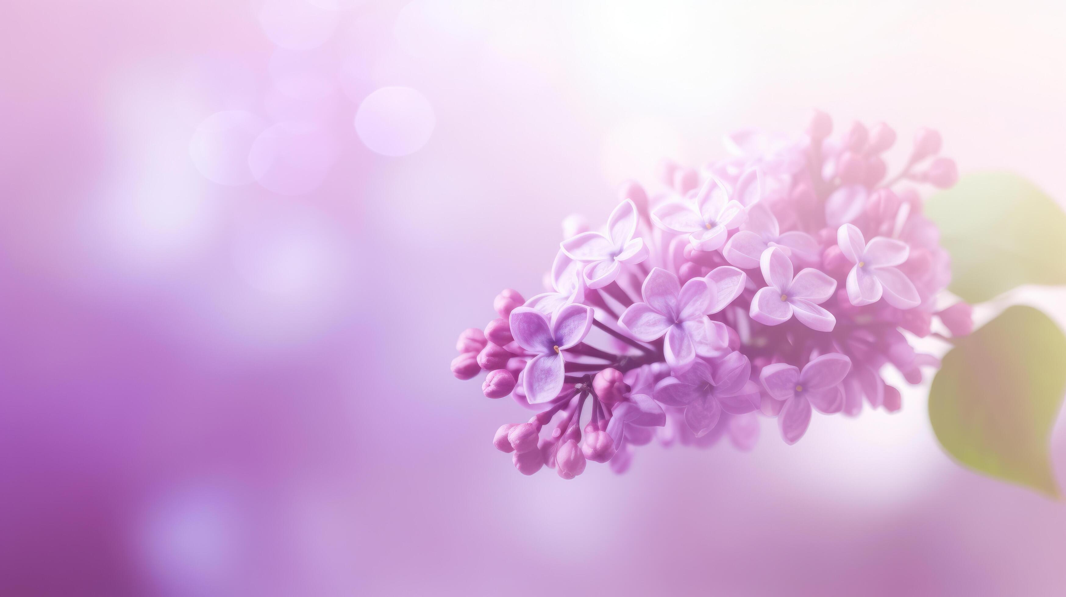 Lilac flower bokeh background. Illustration Stock Free