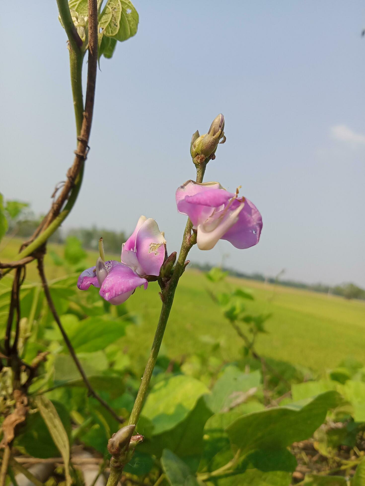 Hyacinth bean, beauty flower, beauty nature Stock Free