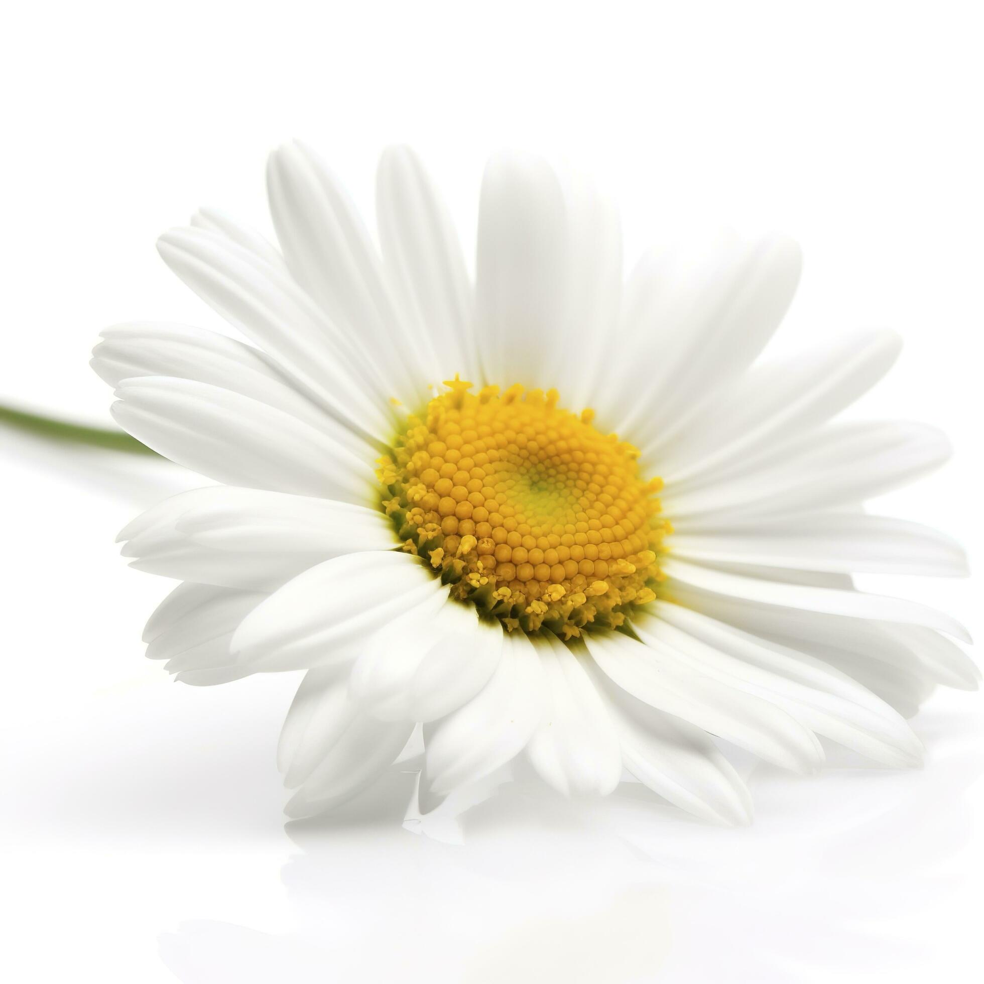 Daisy flower isolated on white background as package design element, generate ai Stock Free