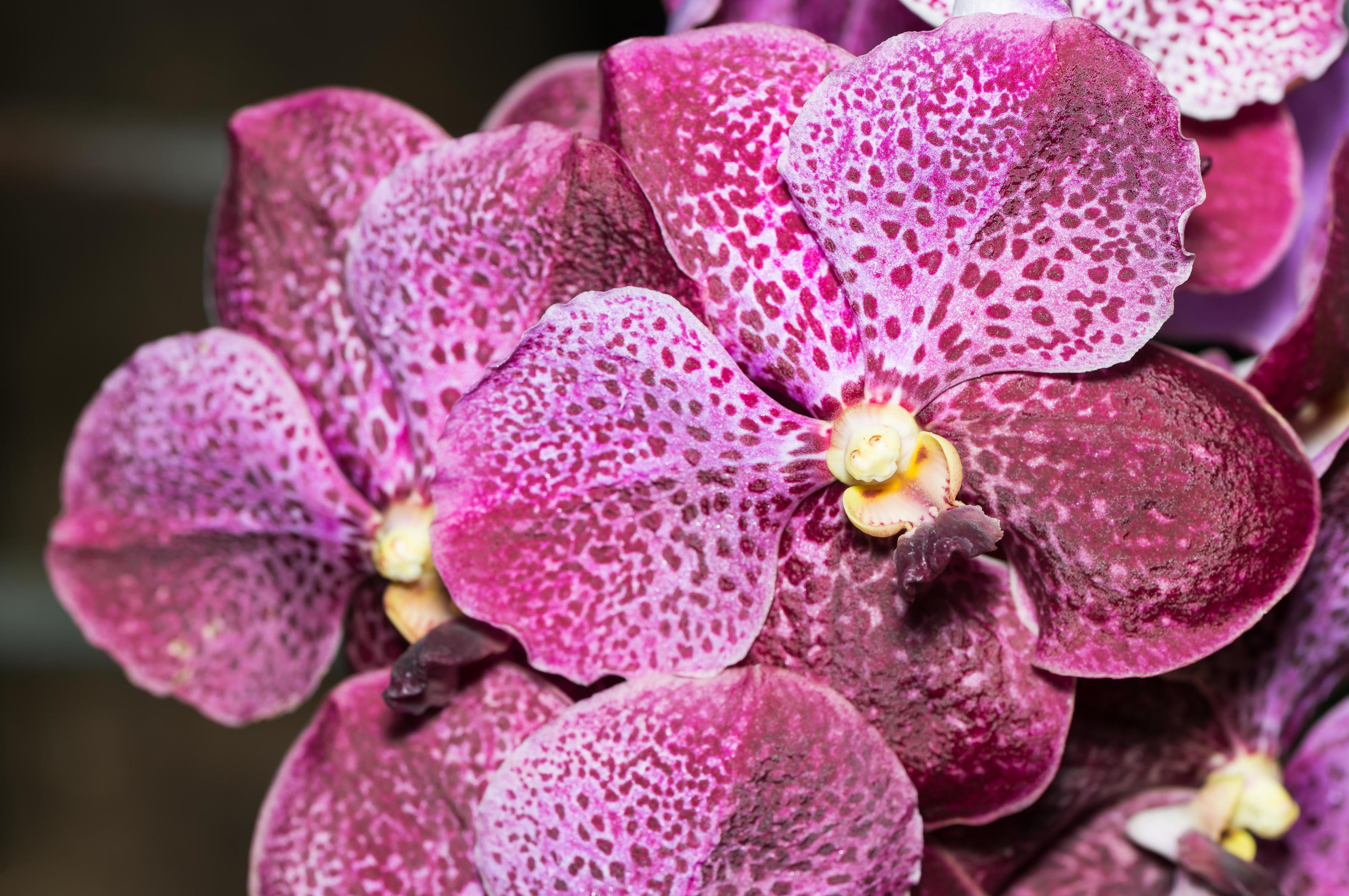 closed up of big vanda orchid flower Stock Free