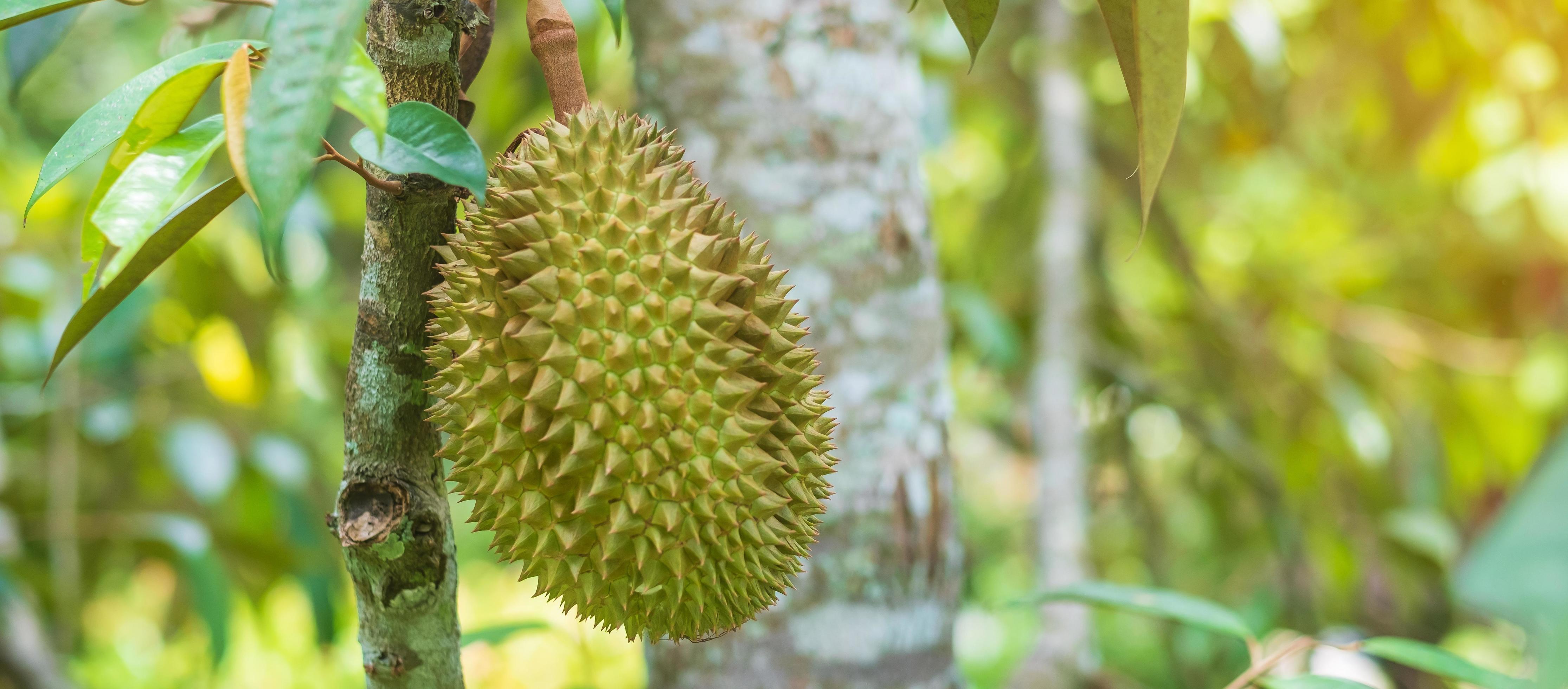 Fresh Durian hanging on tree in garden background, king of fruit Thailand. Famous Southeast food and Asian Exotic tropical Fruit concept Stock Free