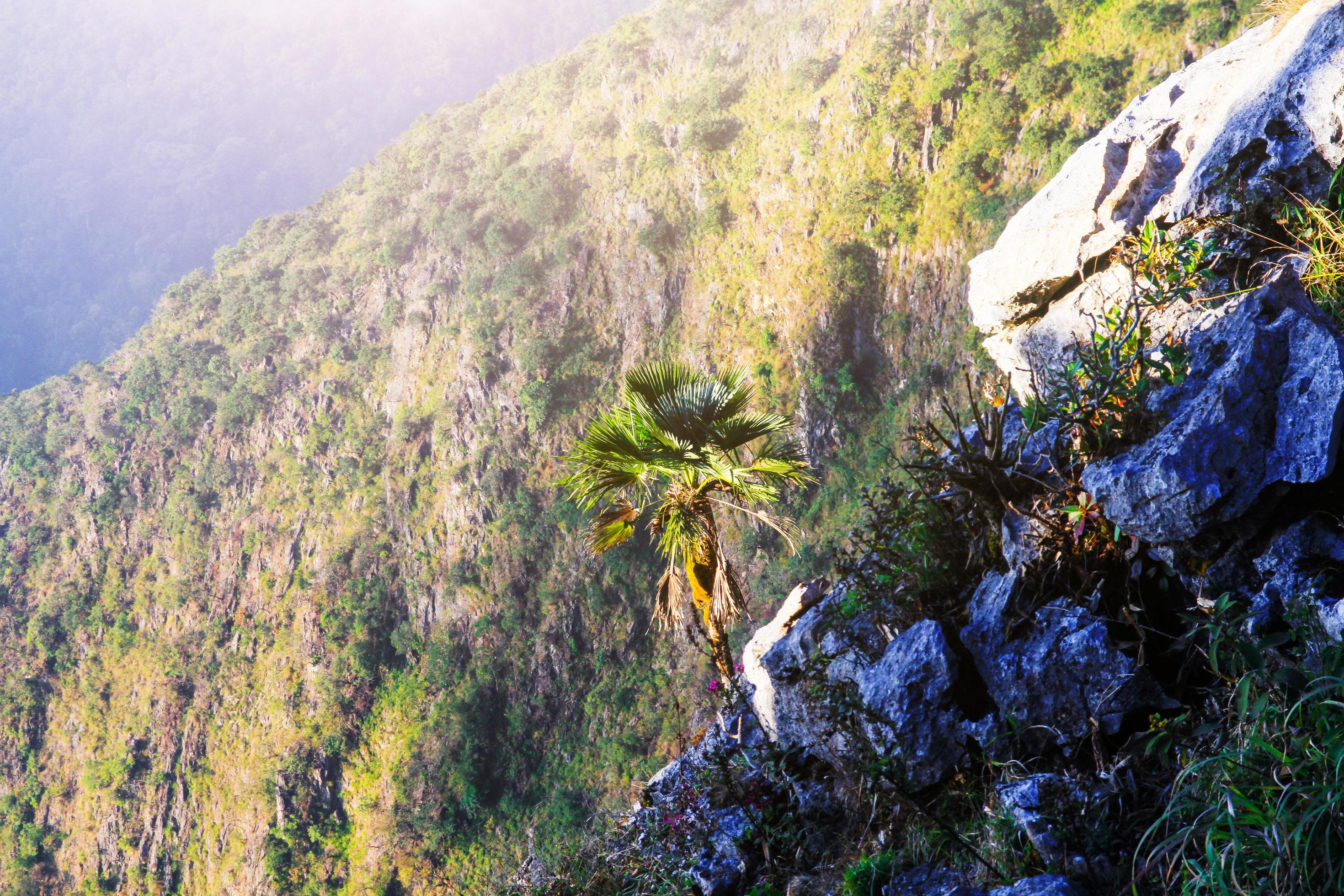 Sunrise in morning with palm tree on the rock of mountain. Sunray with Fog and mist cover the jungle hill in Thailand Stock Free