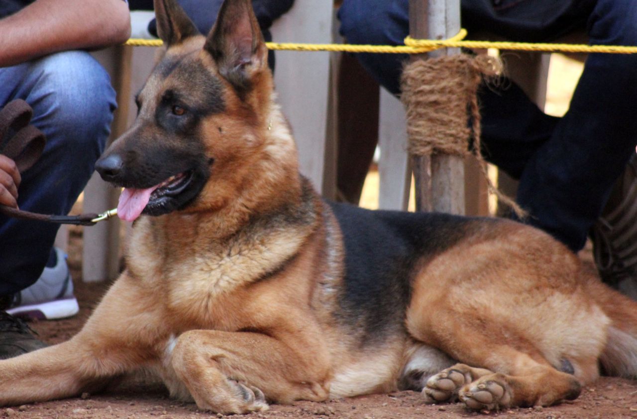 German Shepherd Sitting Stock Free