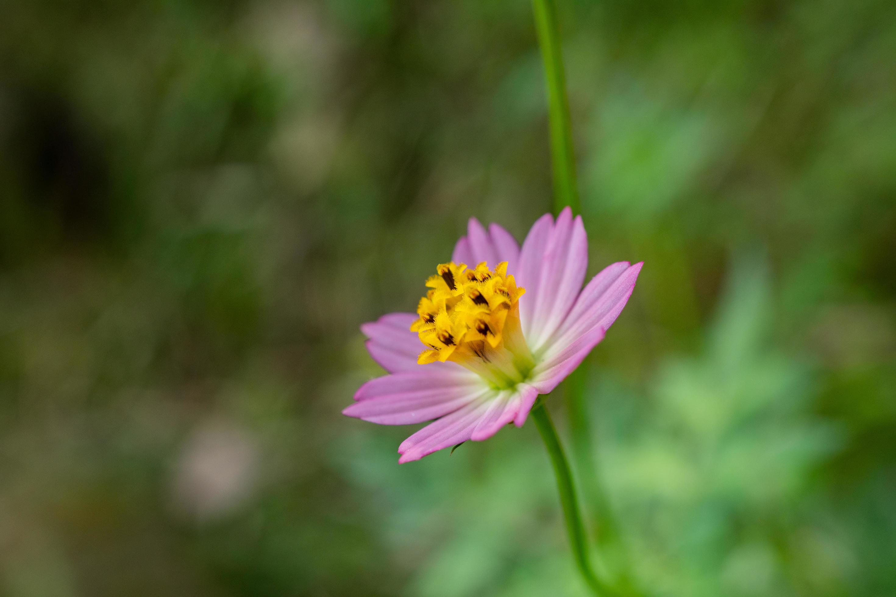 Yellow, white and pink flower on the garden when spring season. The photo is suitable to use for nature flower background, poster and advertising. Stock Free