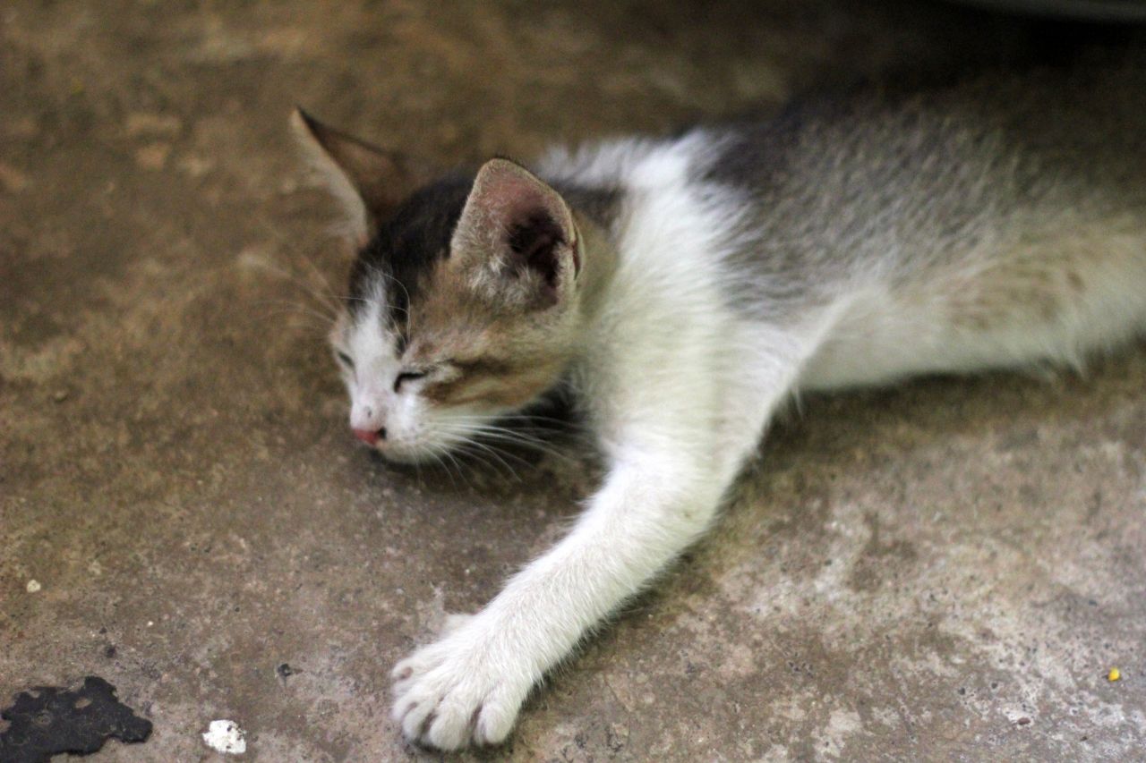 Cute Kitten Sleeping Stock Free