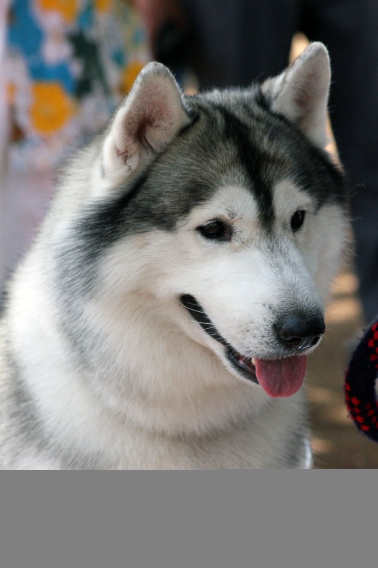 Siberian Husky In Dog Show Stock Free