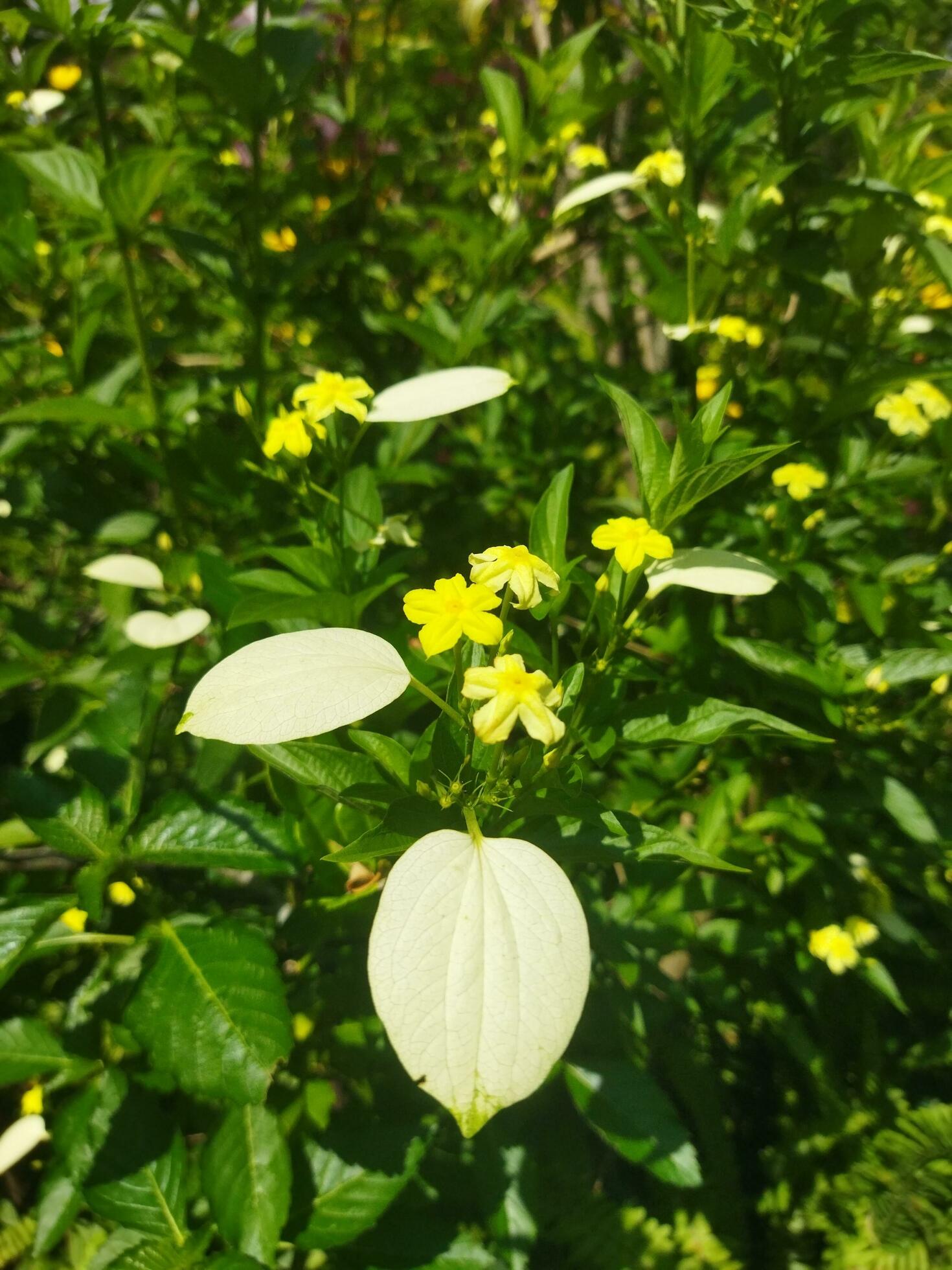 Blooming flower in the garden Stock Free